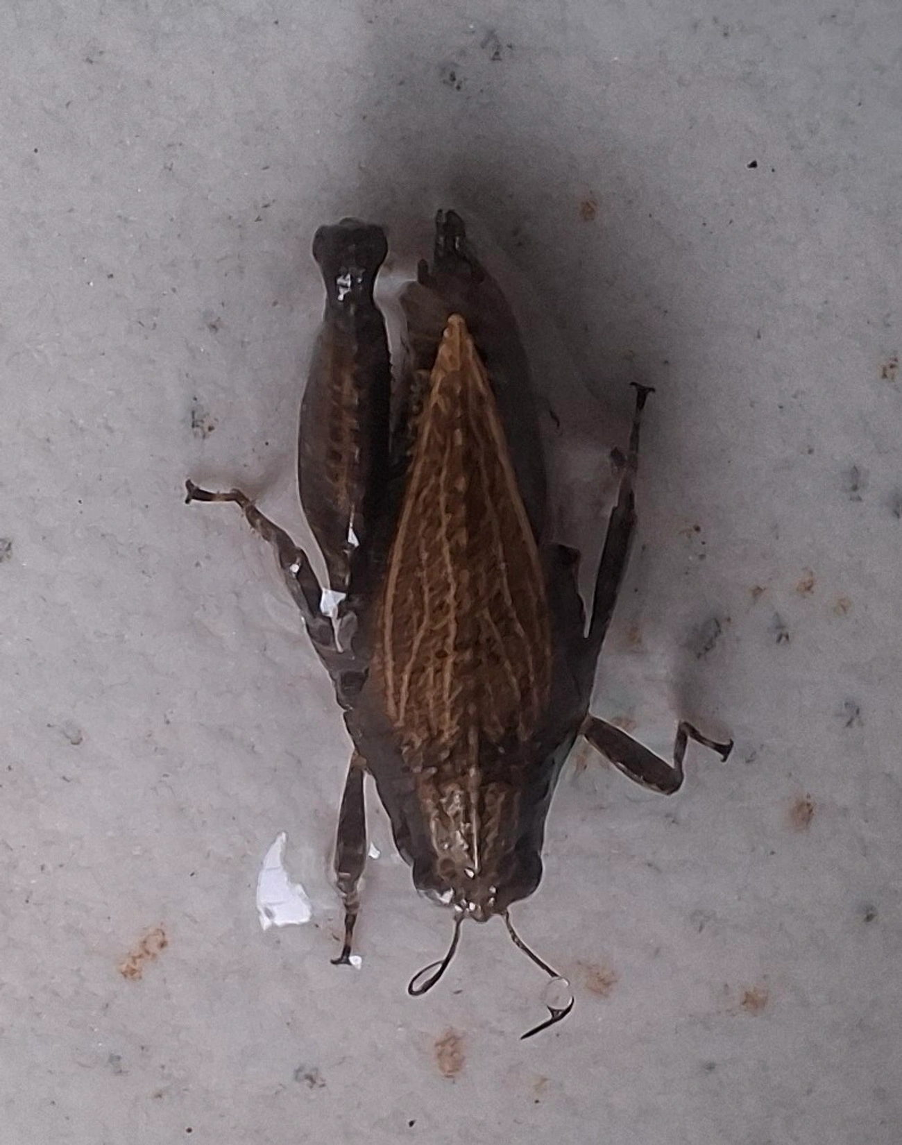Tetrigidae, insetos, fotografado em Maresias, São Sebastião