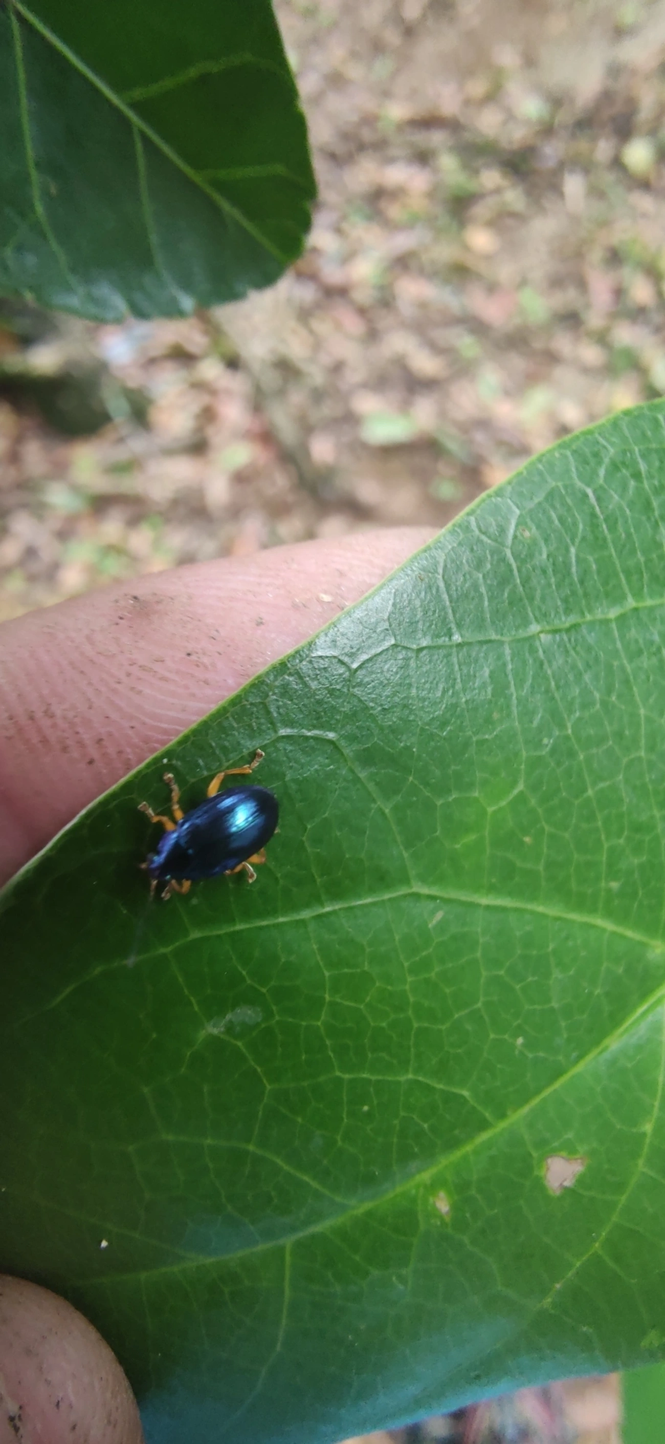 Eumolpini, insetos, fotografado em Maresias, São Sebastião