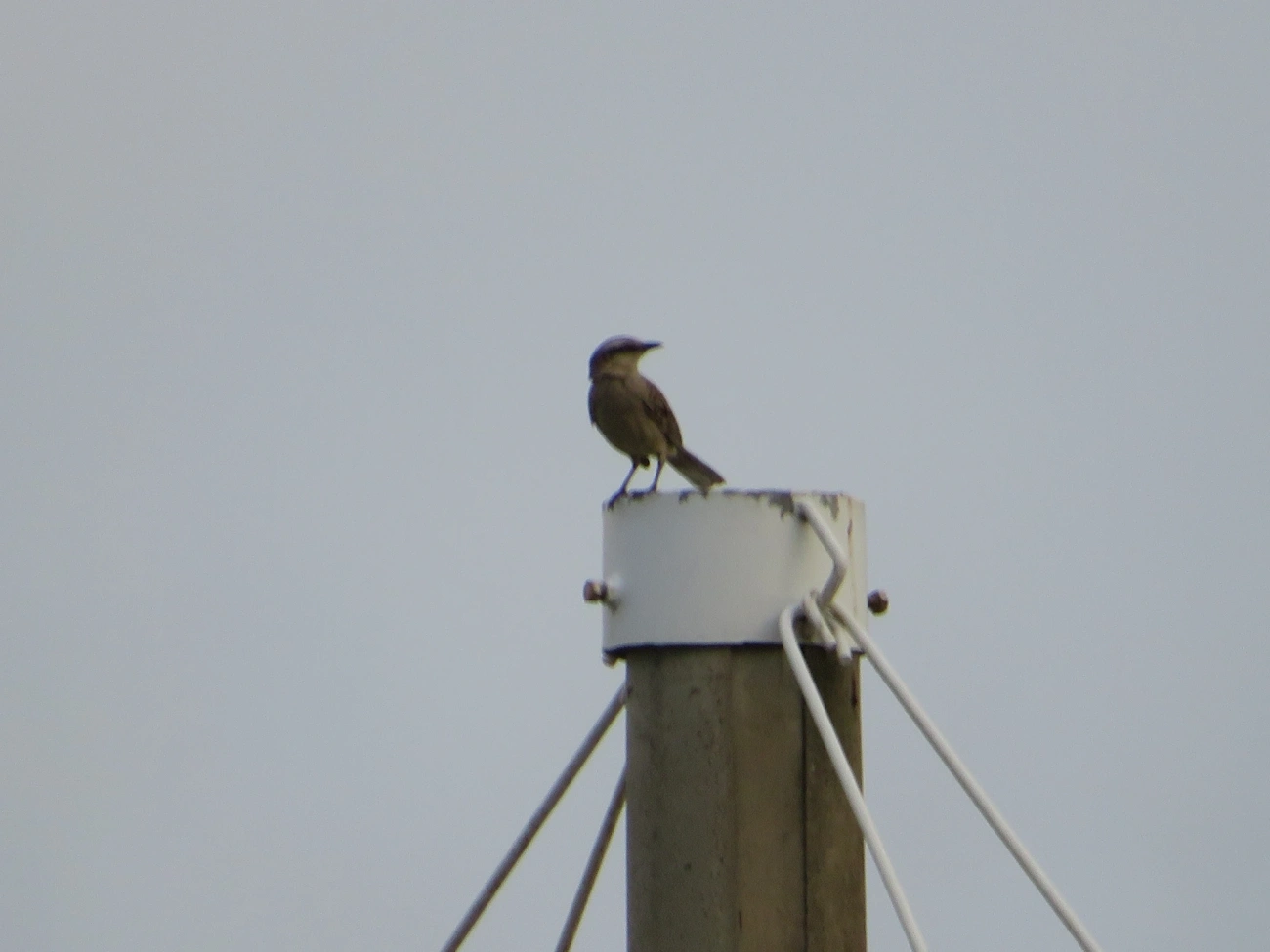 Sabiá-do-campo (Mimus saturninus), aves, fotografado em São Sebastião
