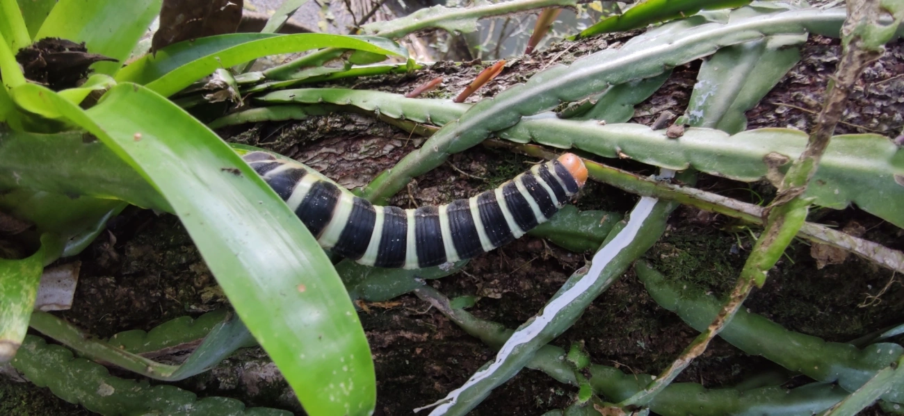 Pachylia syces, insetos, fotografado em Maresias, São Sebastião
