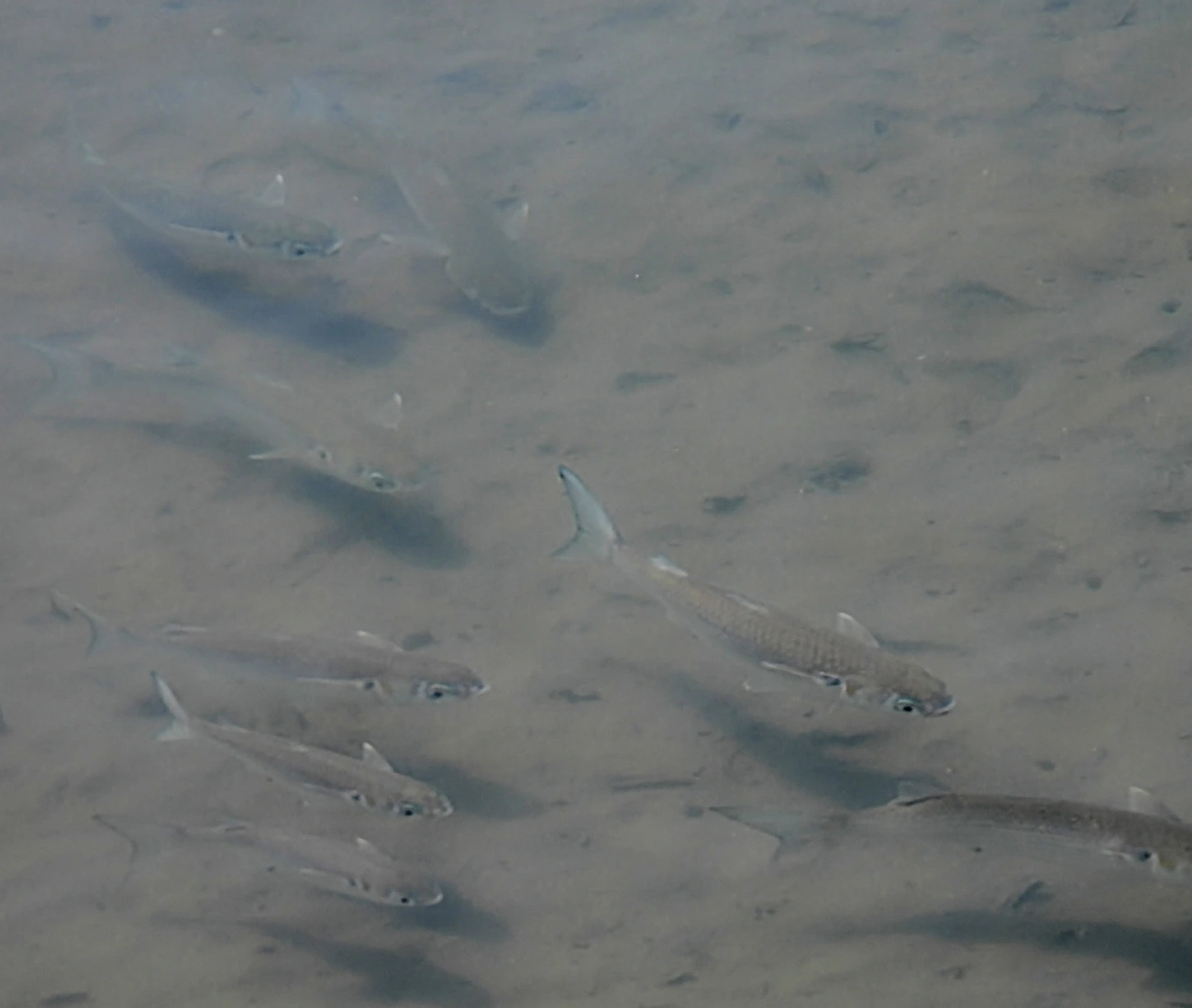 Mugil, peixes, fotografado em Perequê, Ilhabela