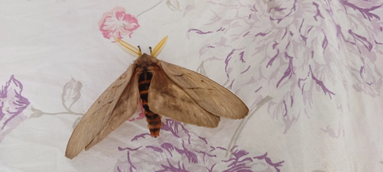 Periphoba, insetos, fotografado em Maresias, São Sebastião