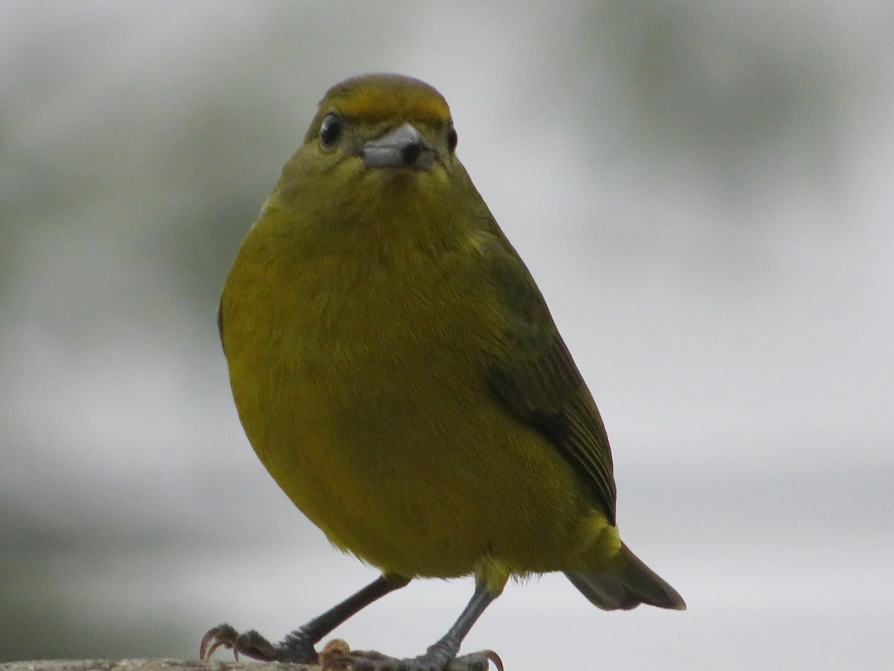 Gaturamo-verdadeiro (Euphonia violacea), aves, fotografado em Maresias, São Sebastião