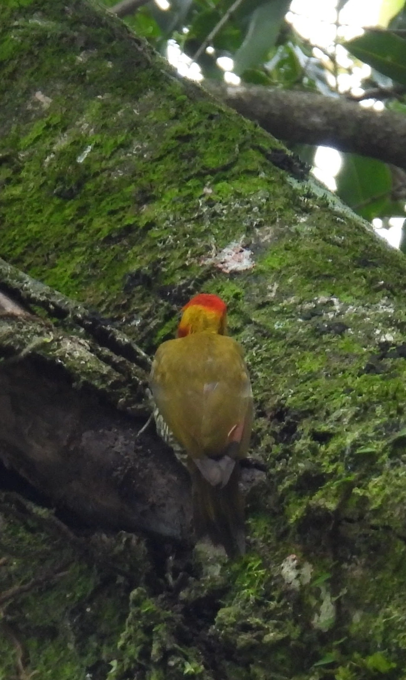 Pica-pau-bufador (Piculus flavigula), aves, fotografado em Maresias, São Sebastião