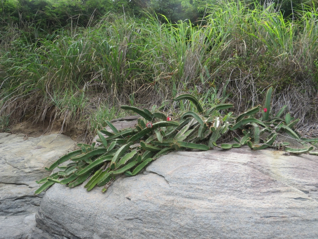 Mandacaru-da-praia (Cereus fernambucensis), plantas, fotografado em Ilhabela