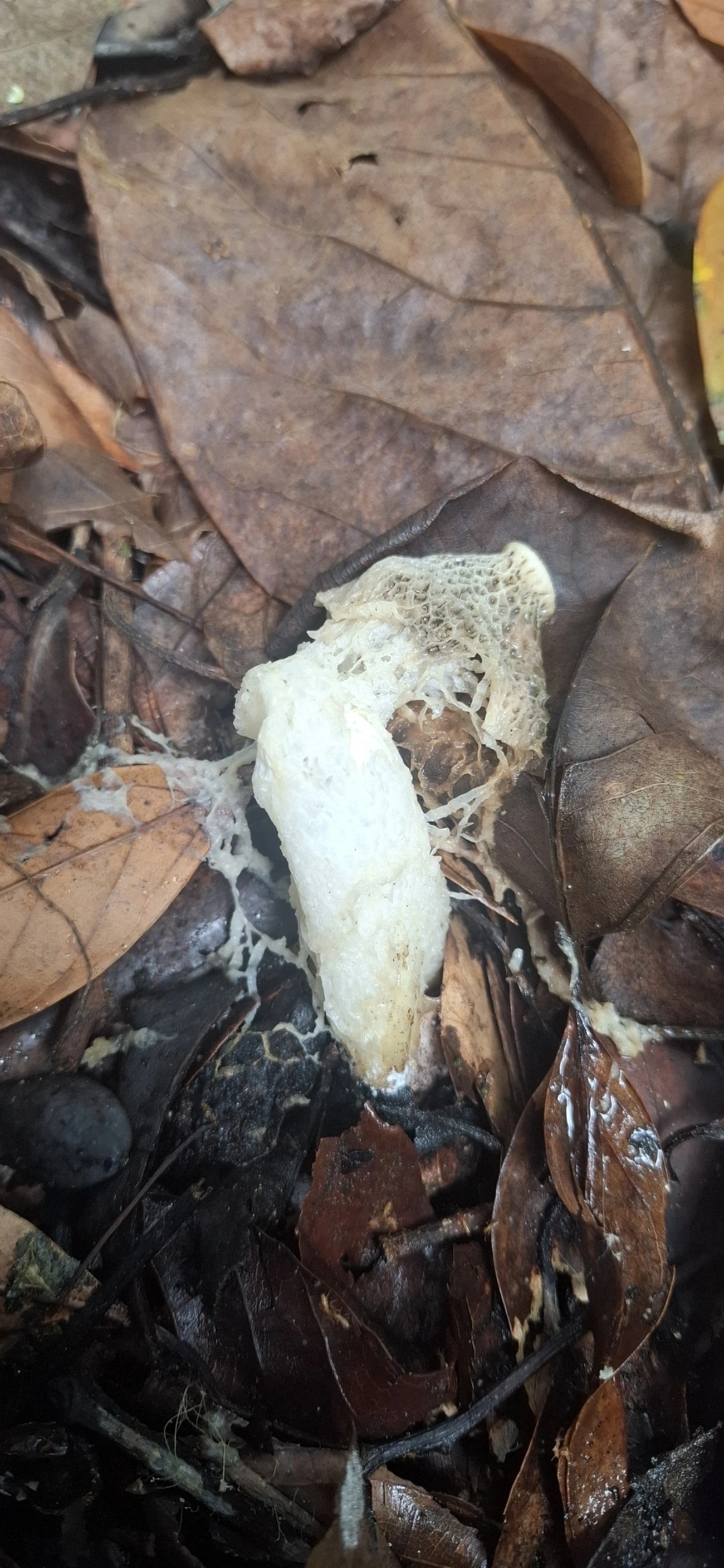 Phallus, fungos, fotografado em Barra do Una, São Sebastião