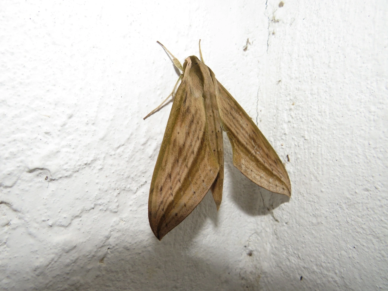 Mariposa-esfinge (Xylophanes anubus), insetos, fotografado em Maresias, São Sebastião