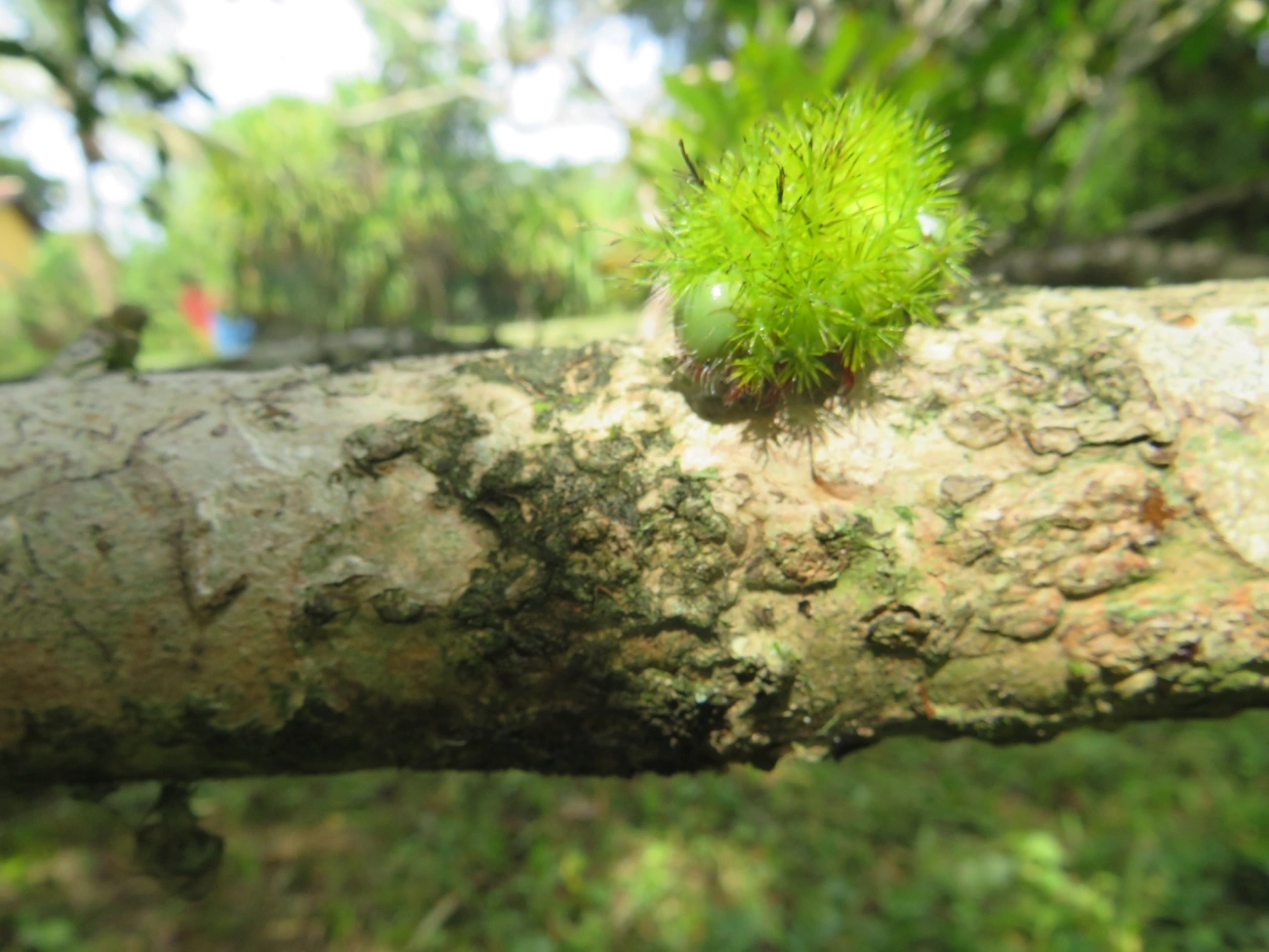 Olho-de-pavão (Automeris melanops), insetos, fotografado em Maresias, São Sebastião
