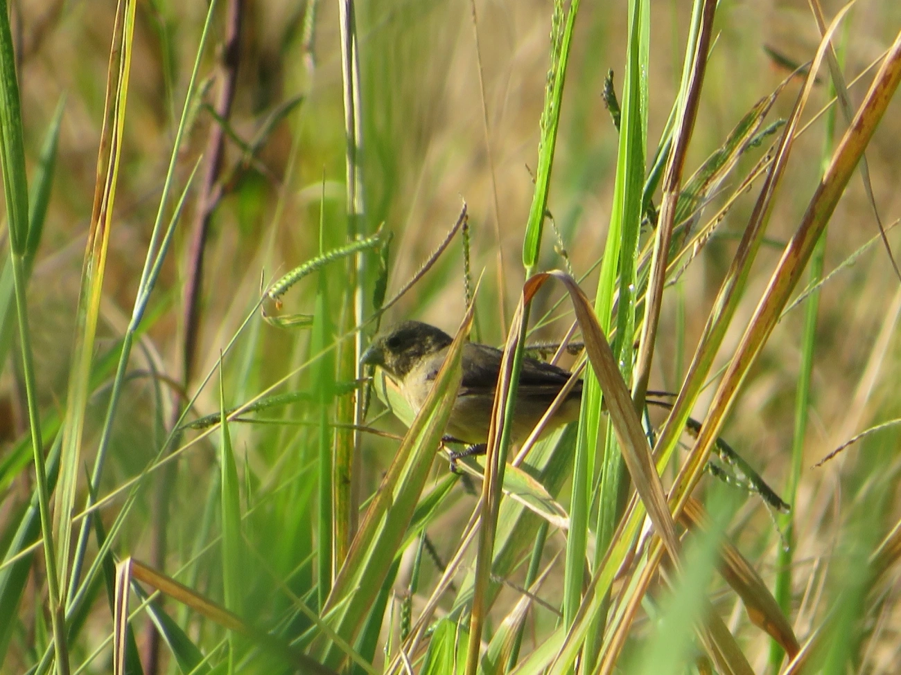 Baiano (Sporophila nigricollis), aves, fotografado em Maresias, São Sebastião
