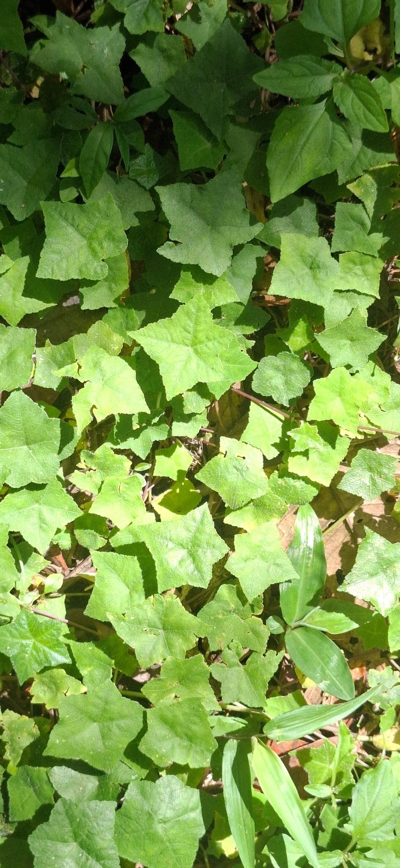 Plantas (Plantae), plantas, fotografado em Queluz