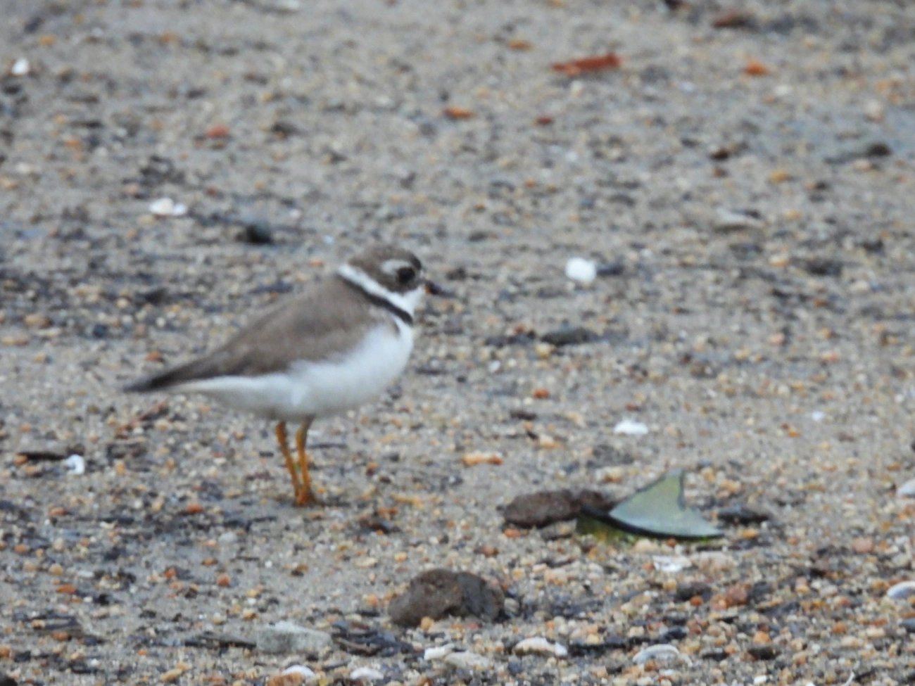 Batuíra-de-bando (Charadrius semipalmatus), aves, fotografado em Patitiba, Paraty