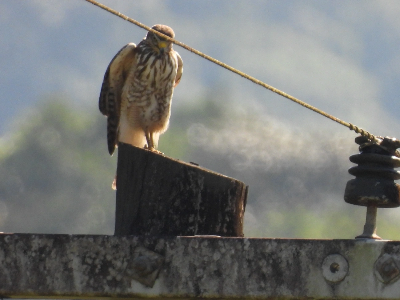 Gavião-carijó (Rupornis magnirostris), aves, fotografado em Cananéia