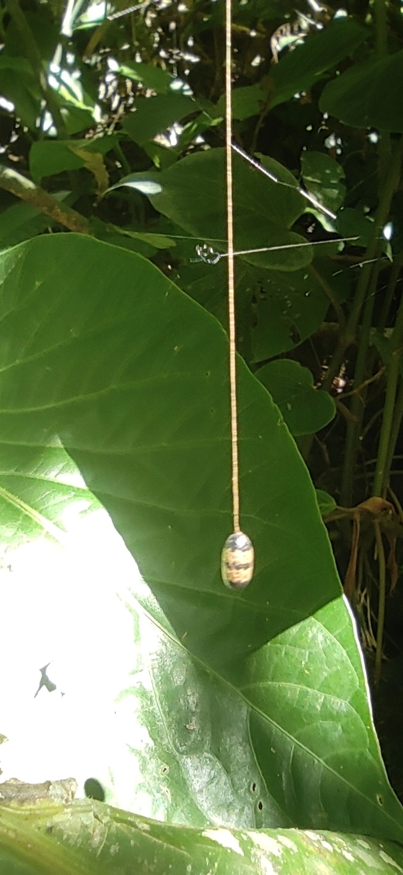 Campopleginae, insetos, fotografado em Maresias, São Sebastião