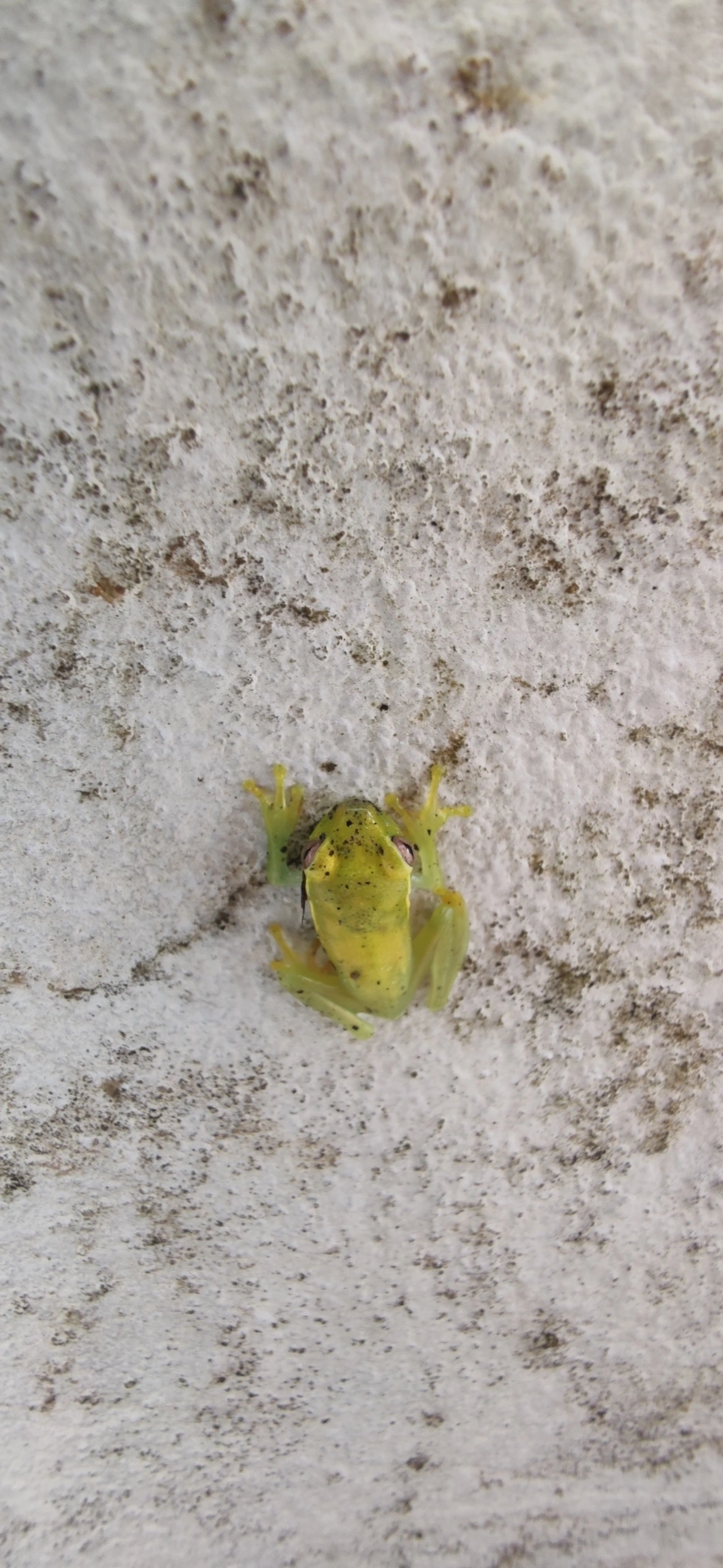 Perereca-araponga (Boana albomarginata), anfíbios, fotografado em Maresias, São Sebastião