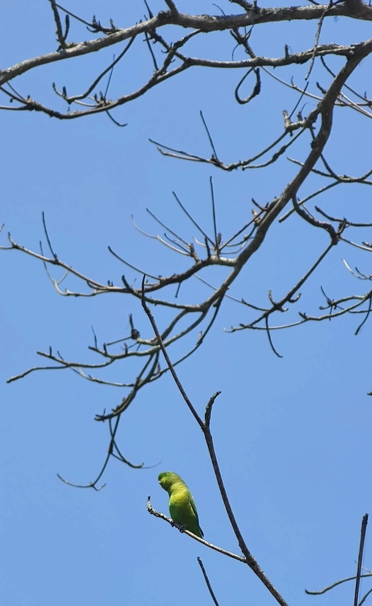 Tuim (Forpus xanthopterygius), aves, fotografado em Maresias, São Sebastião