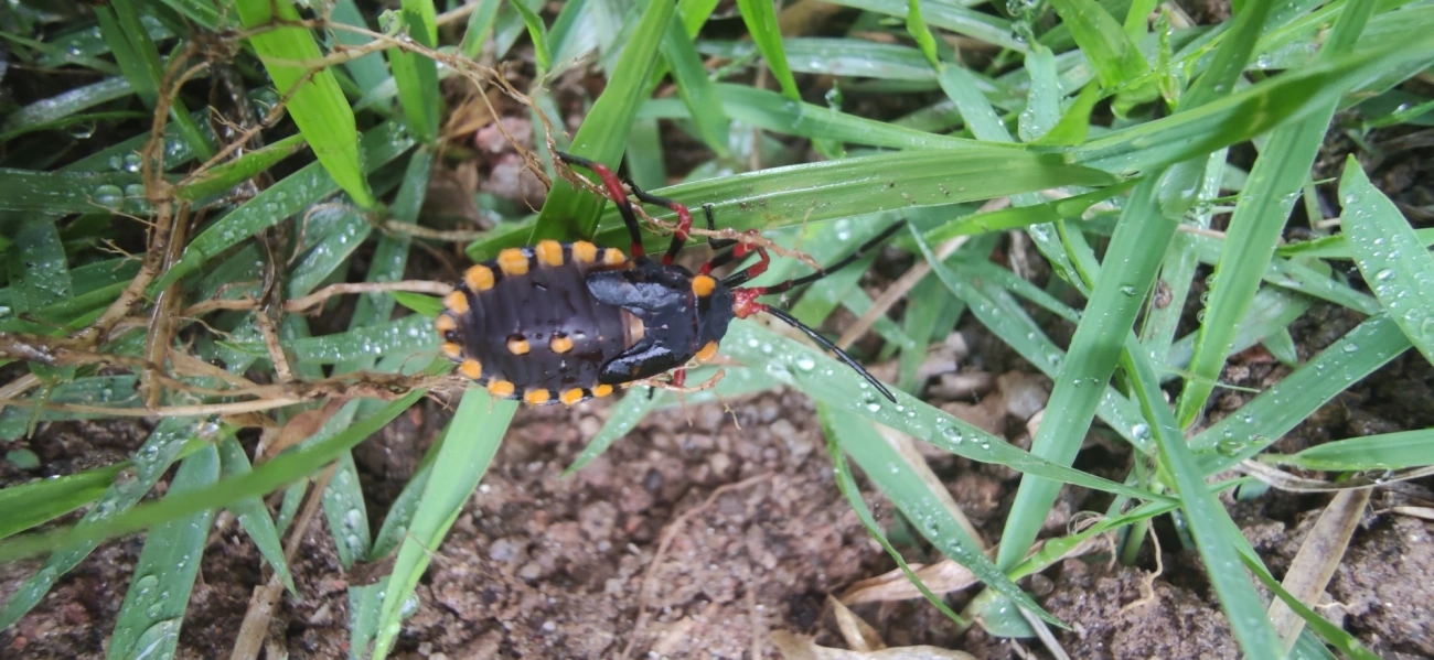 Spartocera, insetos, fotografado em Maresias, São Sebastião