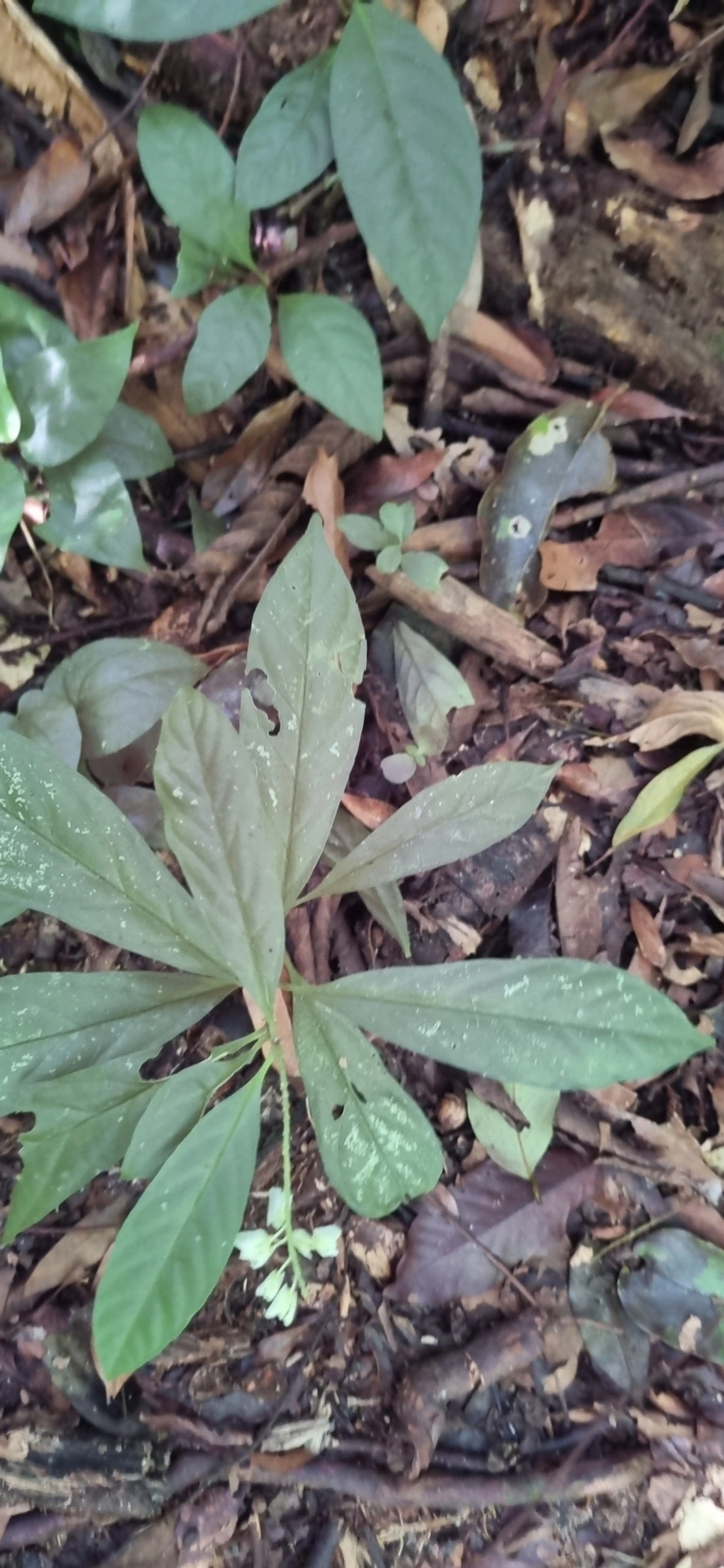 Plantas (Plantae), plantas, fotografado em Maresias, São Sebastião