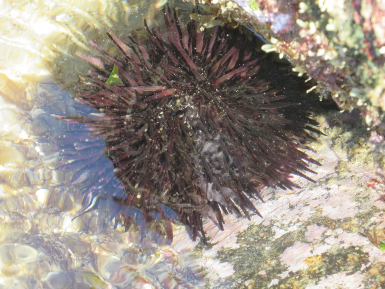 Pinaúna (Echinometra lucunter), equinodermos, fotografado em Maresias, São Sebastião