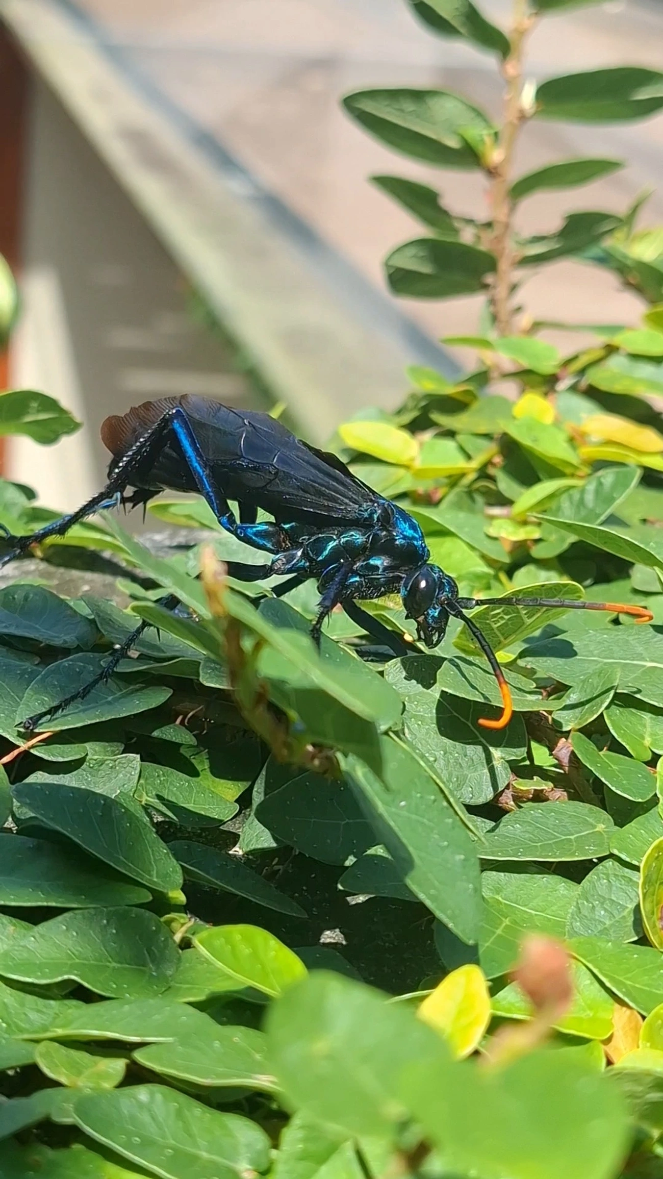 Vespa-caçadora-de-caranguejeira (Pepsis ruficornis), insetos, fotografado em Maresias, São Sebastião