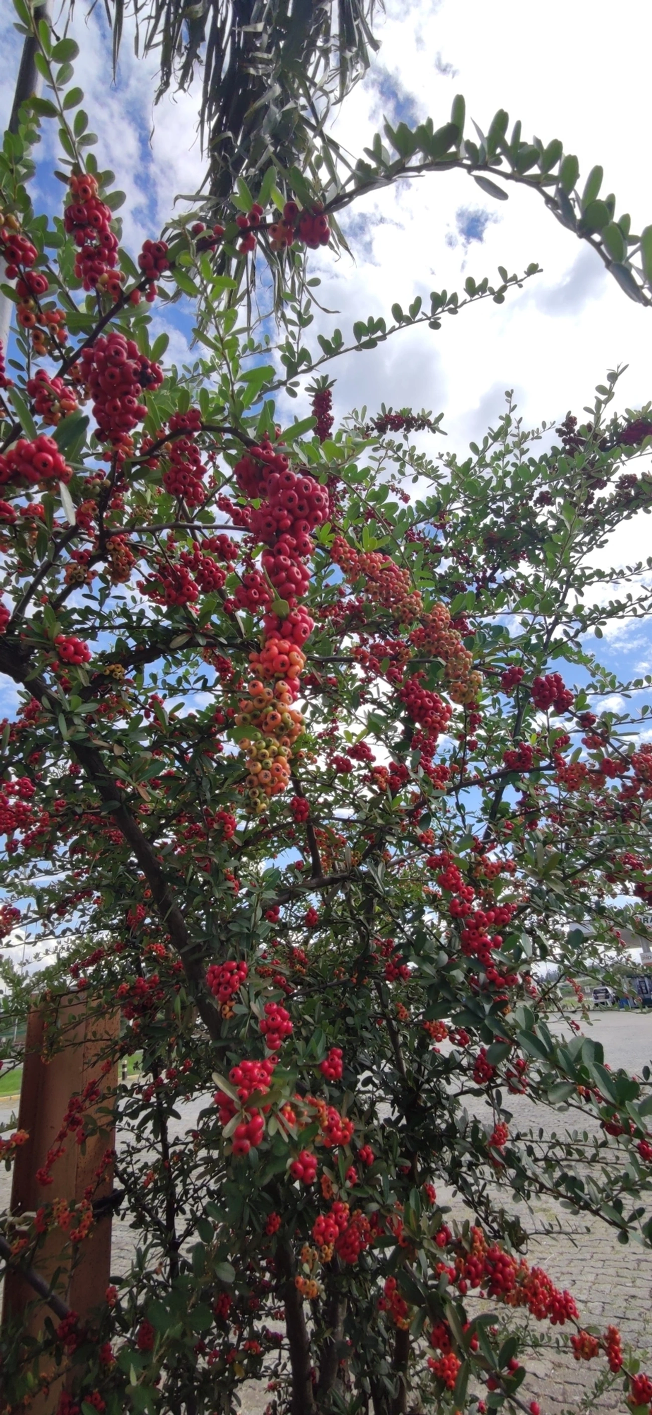Sarça-ardente (Pyracantha coccinea), plantas, fotografado em Itaquaquecetuba