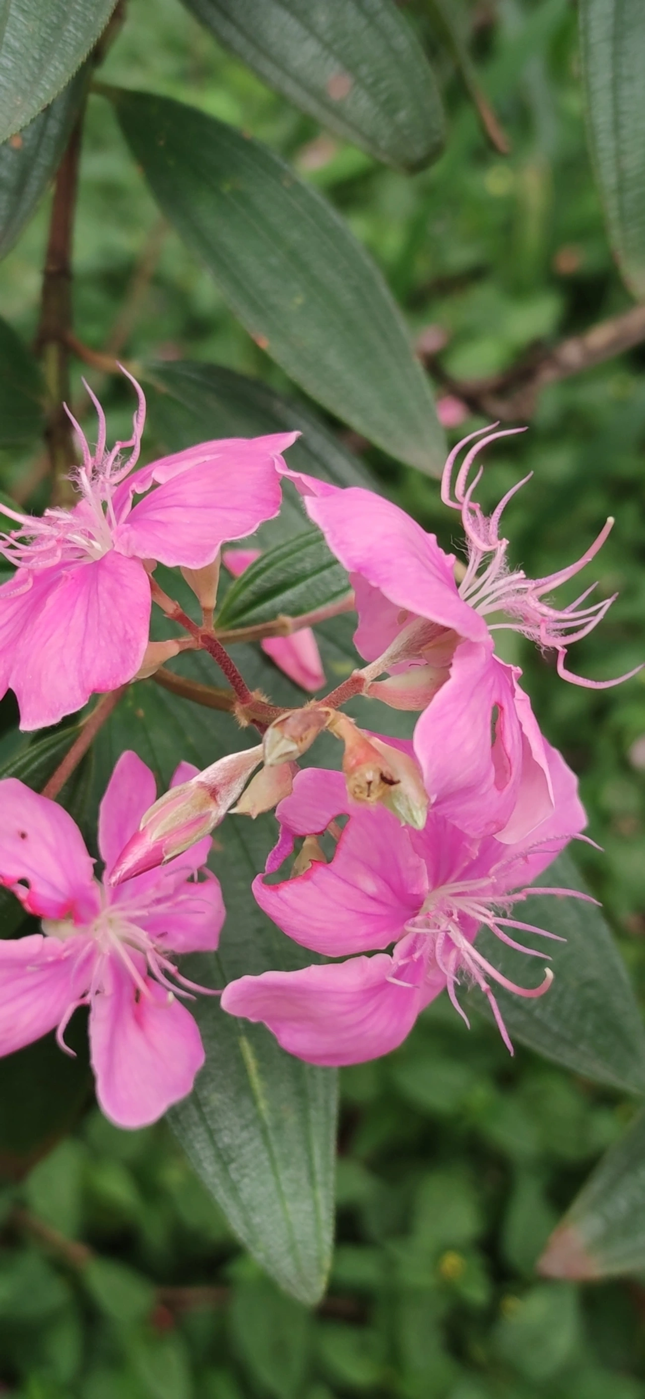 Manacá-da-serra (Pleroma mutabile), plantas, fotografado em R. Acurui, São Paulo