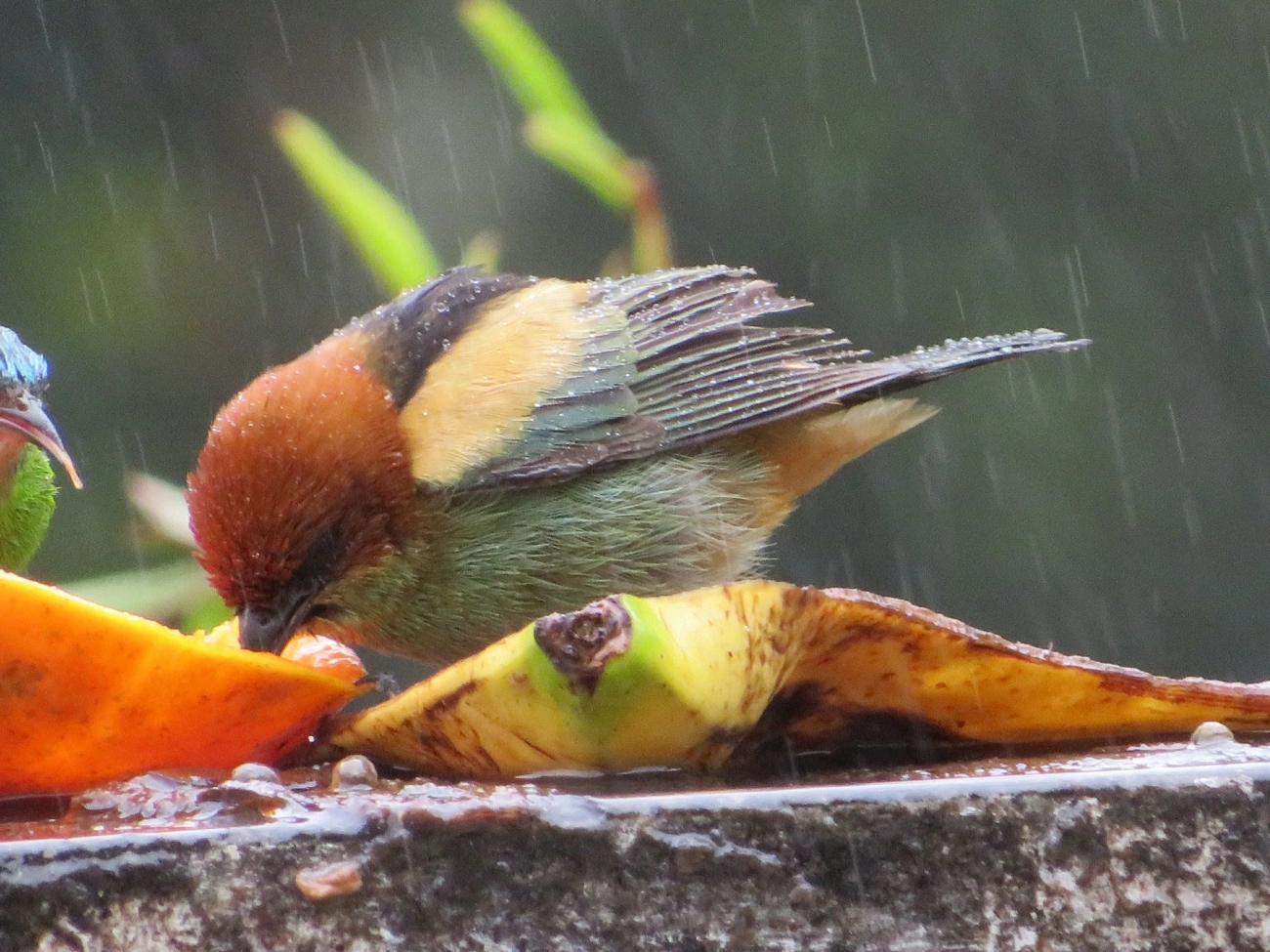 Saíra-sapucaia (Stilpnia peruviana), aves, fotografado em São Paulo