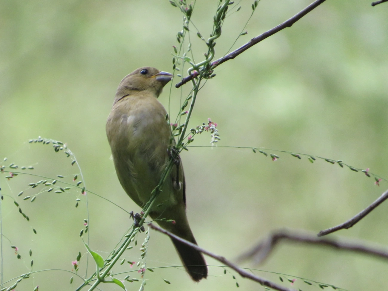 Coleirinho (Sporophila caerulescens), aves, fotografado em Maresias, São Sebastião