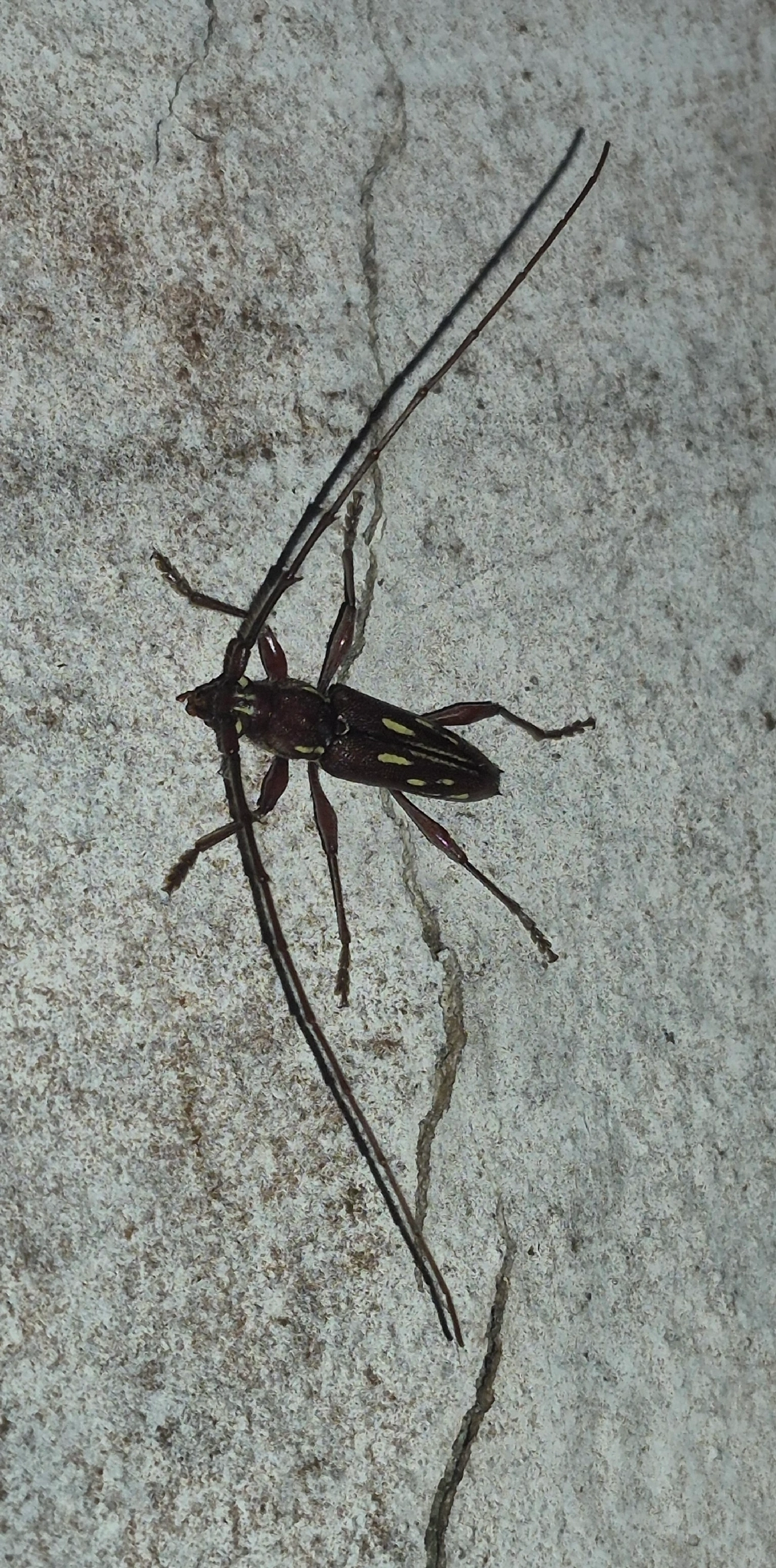 Ambonus distinctus, insetos, fotografado em Maresias, São Sebastião
