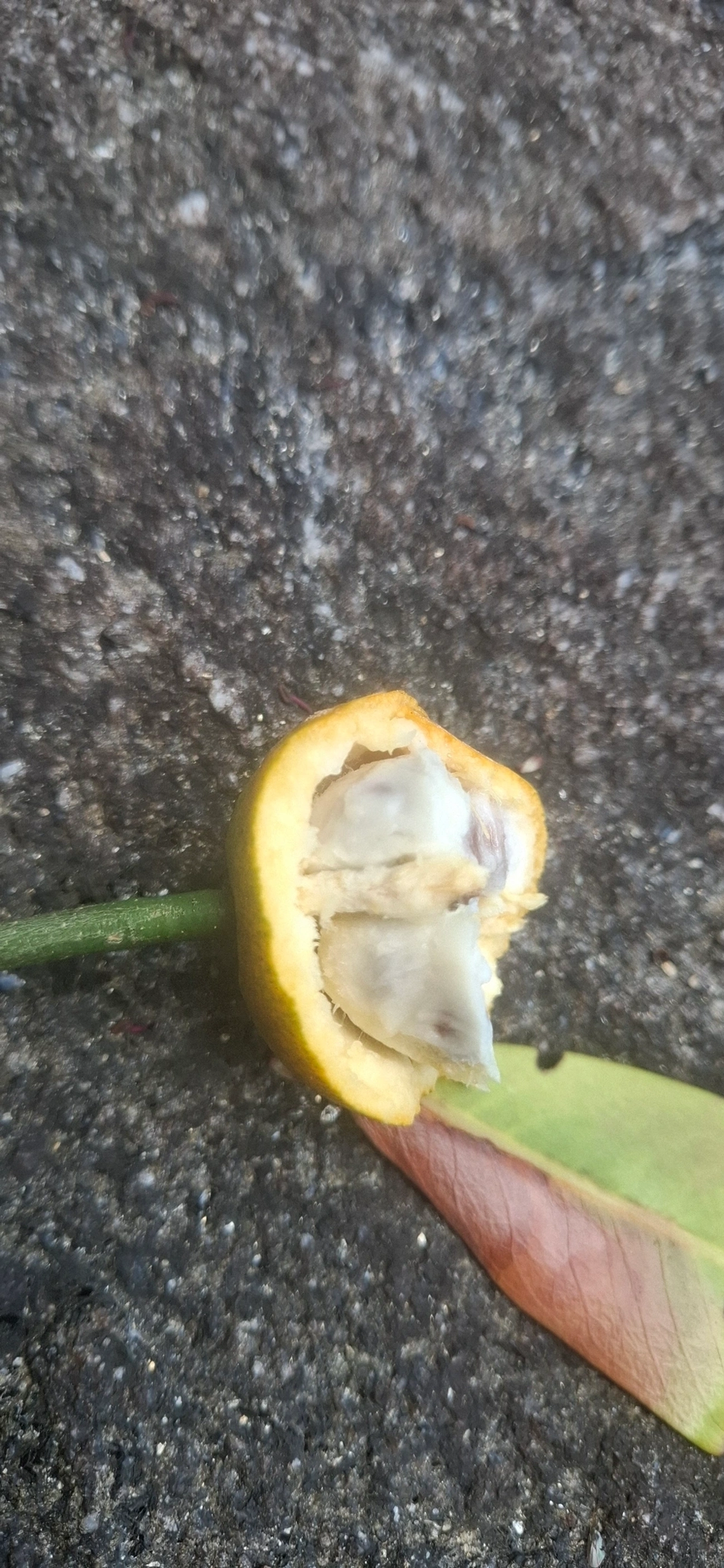 Tapiá (Crateva tapia), plantas, fotografado em Toque-Toque Pequeno, São Sebastião