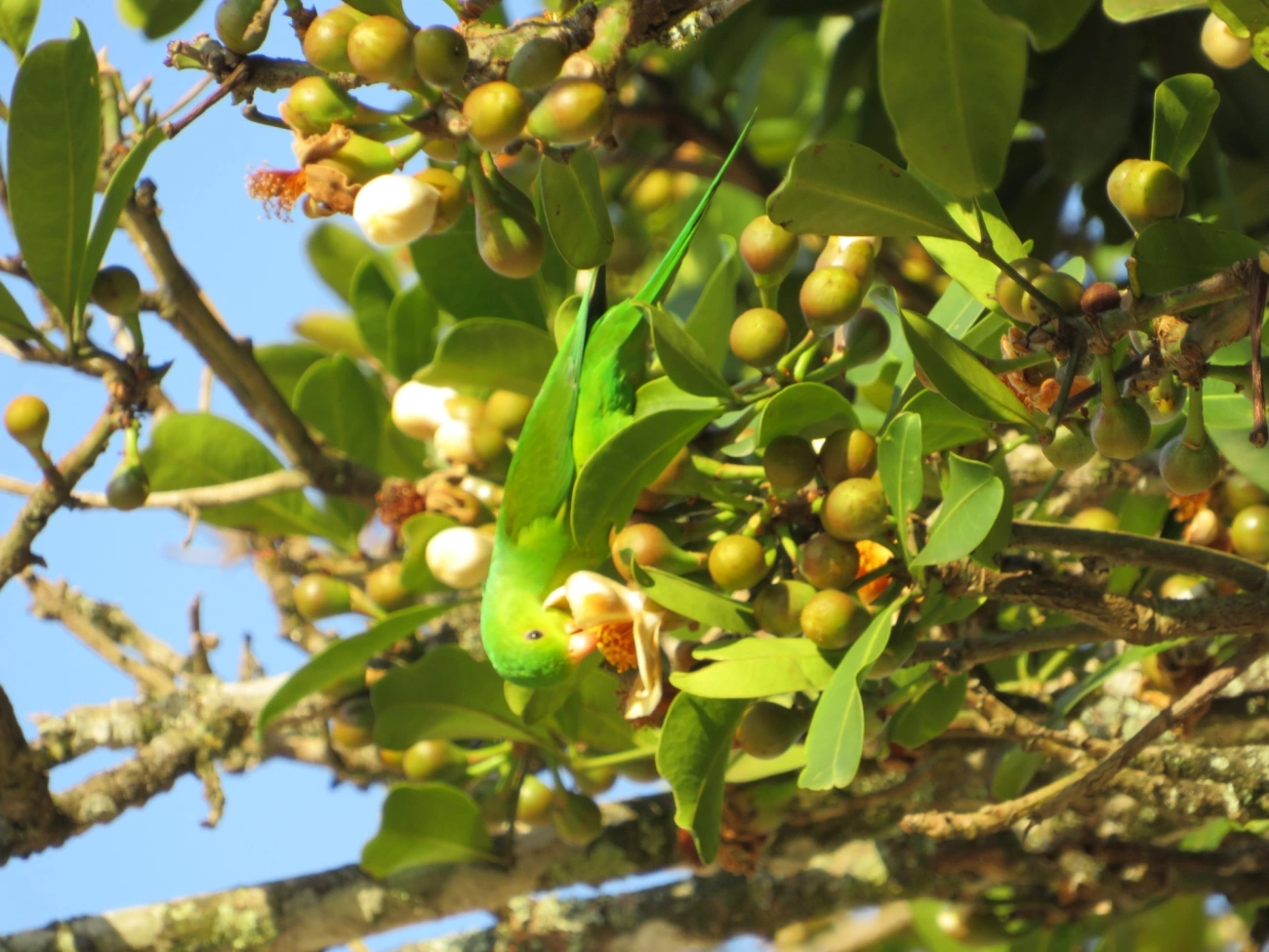 Periquito-rico (Brotogeris tirica), aves, fotografado em Maresias, São Sebastião