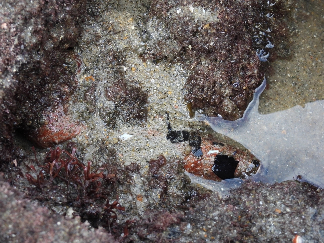Pepino-do-mar-da-Flórida (Holothuria grisea), equinodermos, fotografado em Maresias, São Sebastião