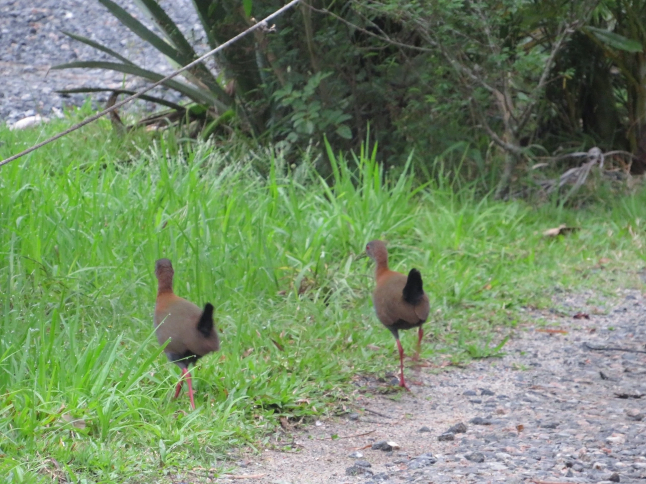 Saracura-do-mato (Aramides saracura), aves, fotografado em Maresias, São Sebastião