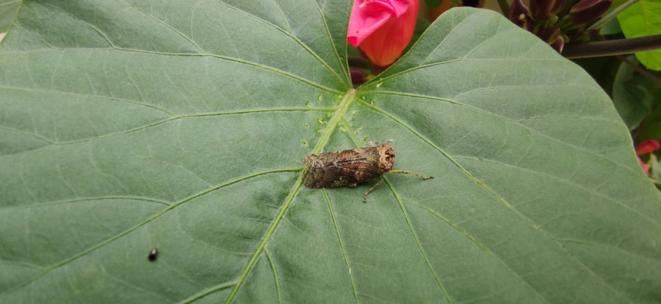 Calyptoproctus, insetos, fotografado em Maresias, São Sebastião