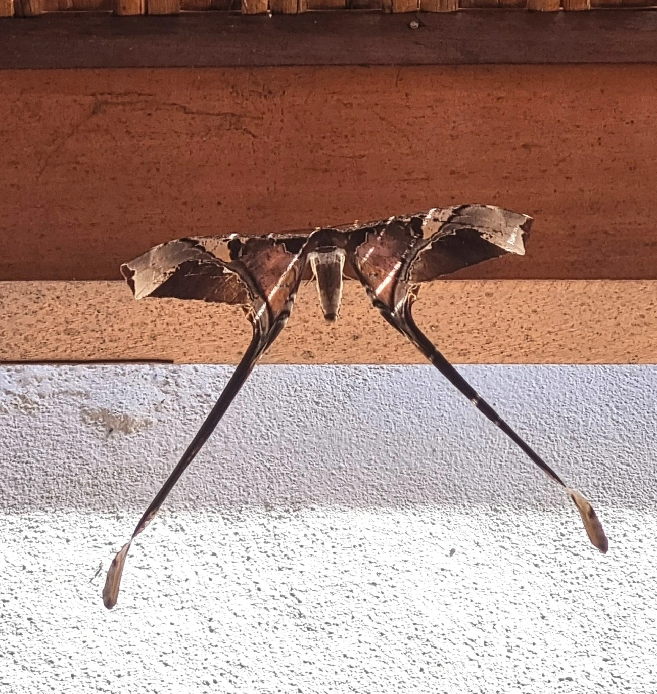 Copiopteryx, insetos, fotografado em Maresias, São Sebastião