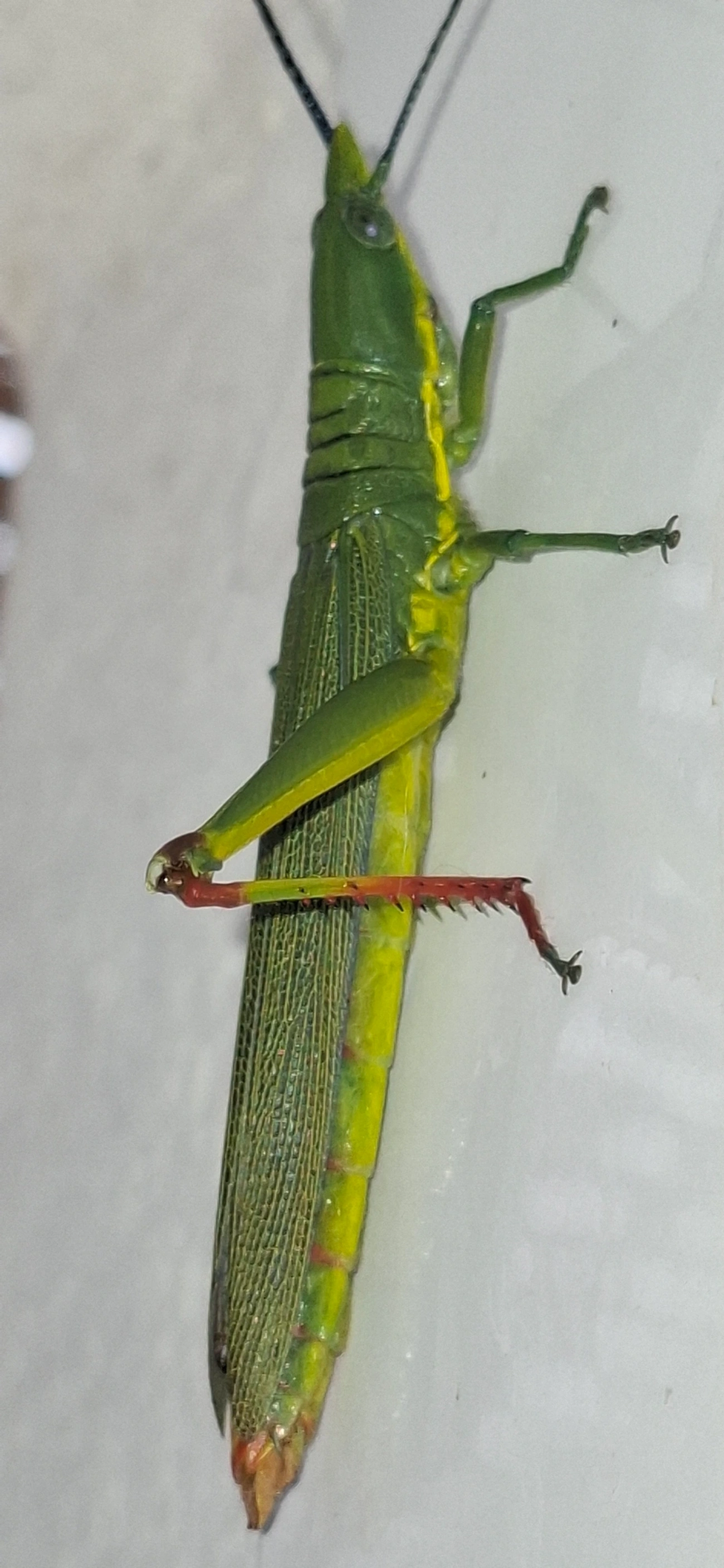 Opshomala viridis, insetos, fotografado em Maresias, São Sebastião