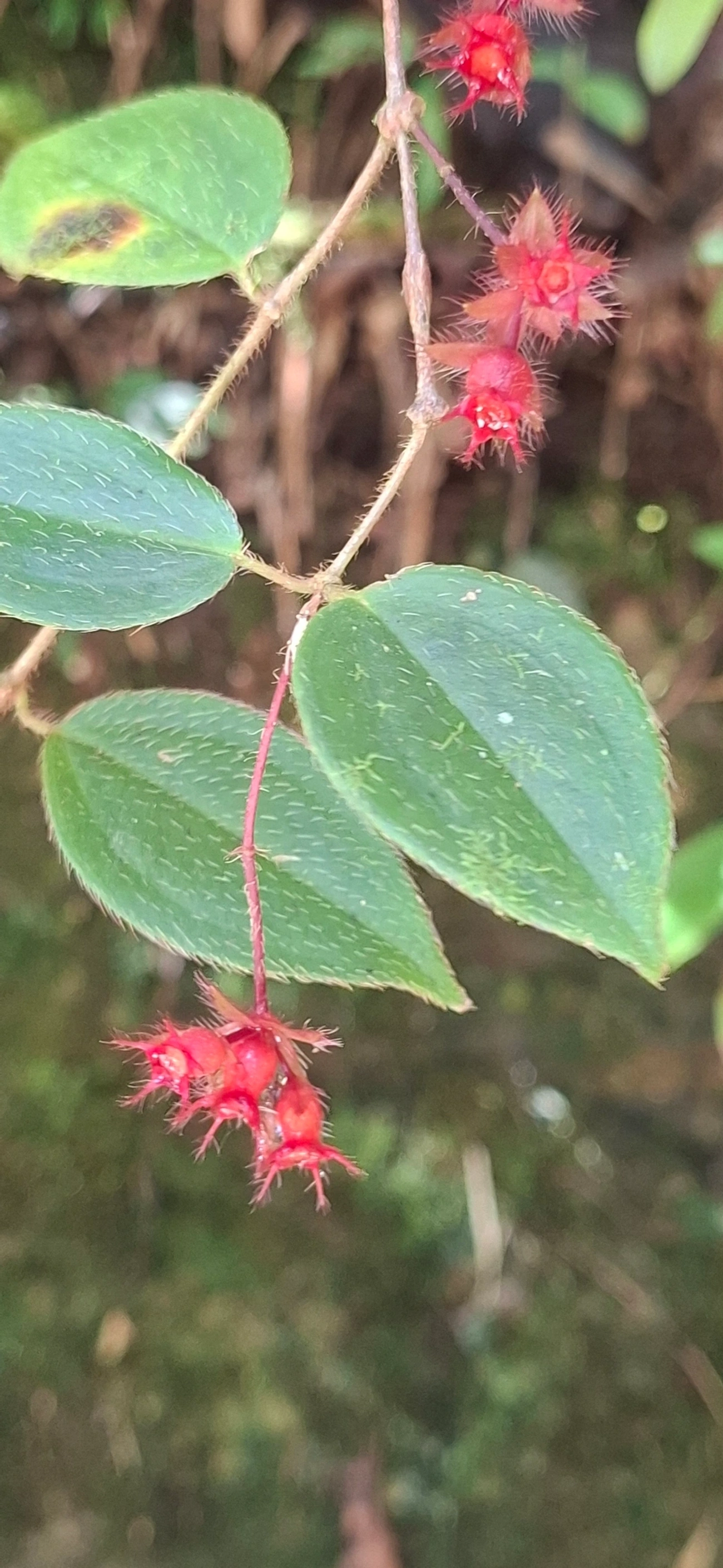 Miconia blepharodes, plantas, fotografado em Queluz