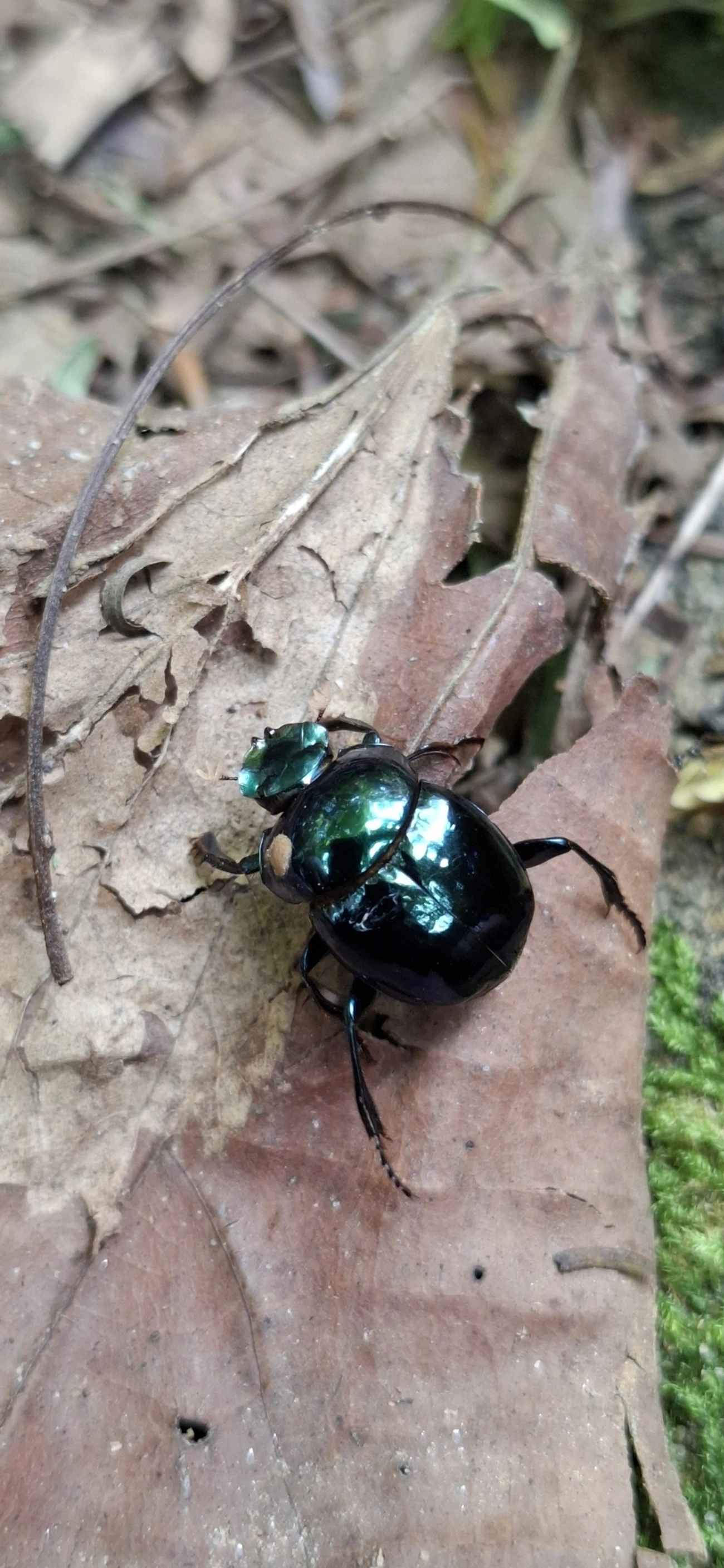 Canthidium, insetos, fotografado em Maresias, São Sebastião