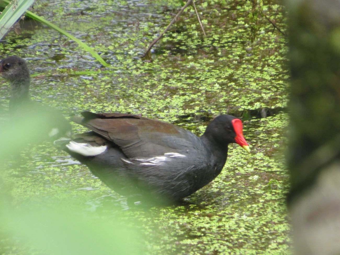Frango-d'água-comum (Gallinula galeata), aves, fotografado em Maresias, São Sebastião
