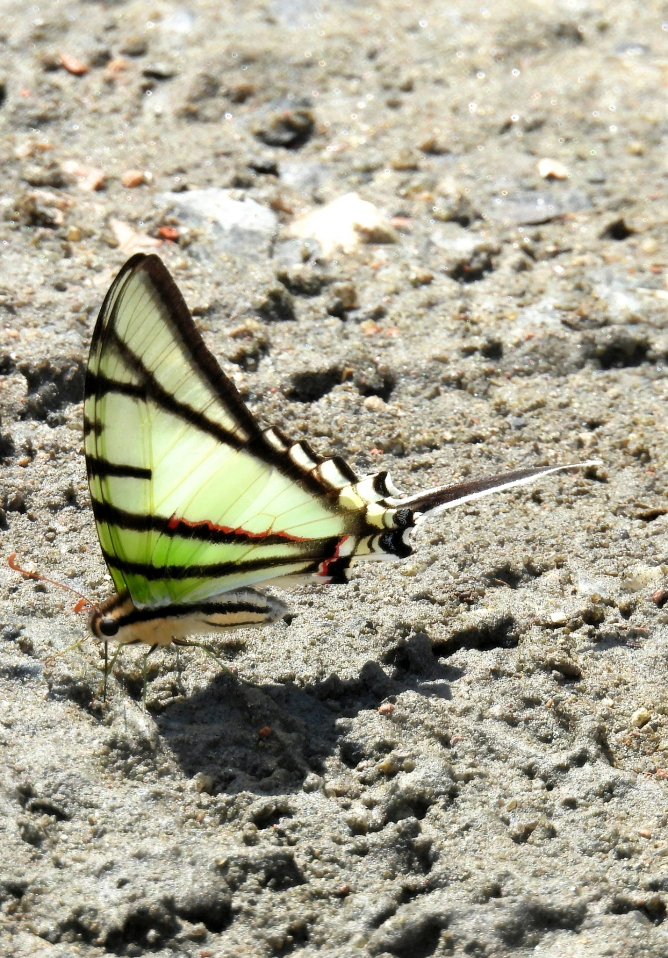 Rabo-de-andorinha-de-manchas-amarelas (Eurytides telesilaus), insetos, fotografado em Maresias, São Sebastião