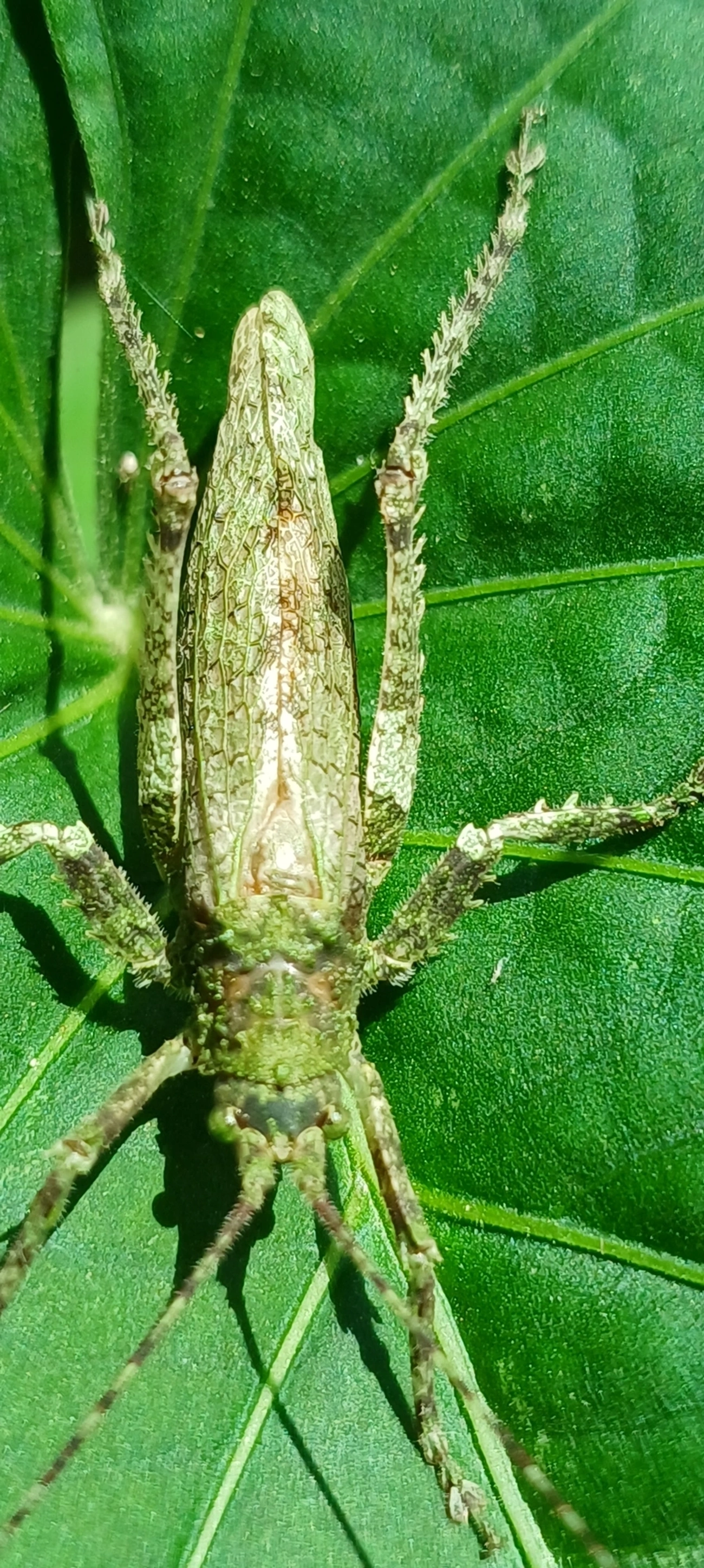 Anonistus, insetos, fotografado em Maresias, São Sebastião