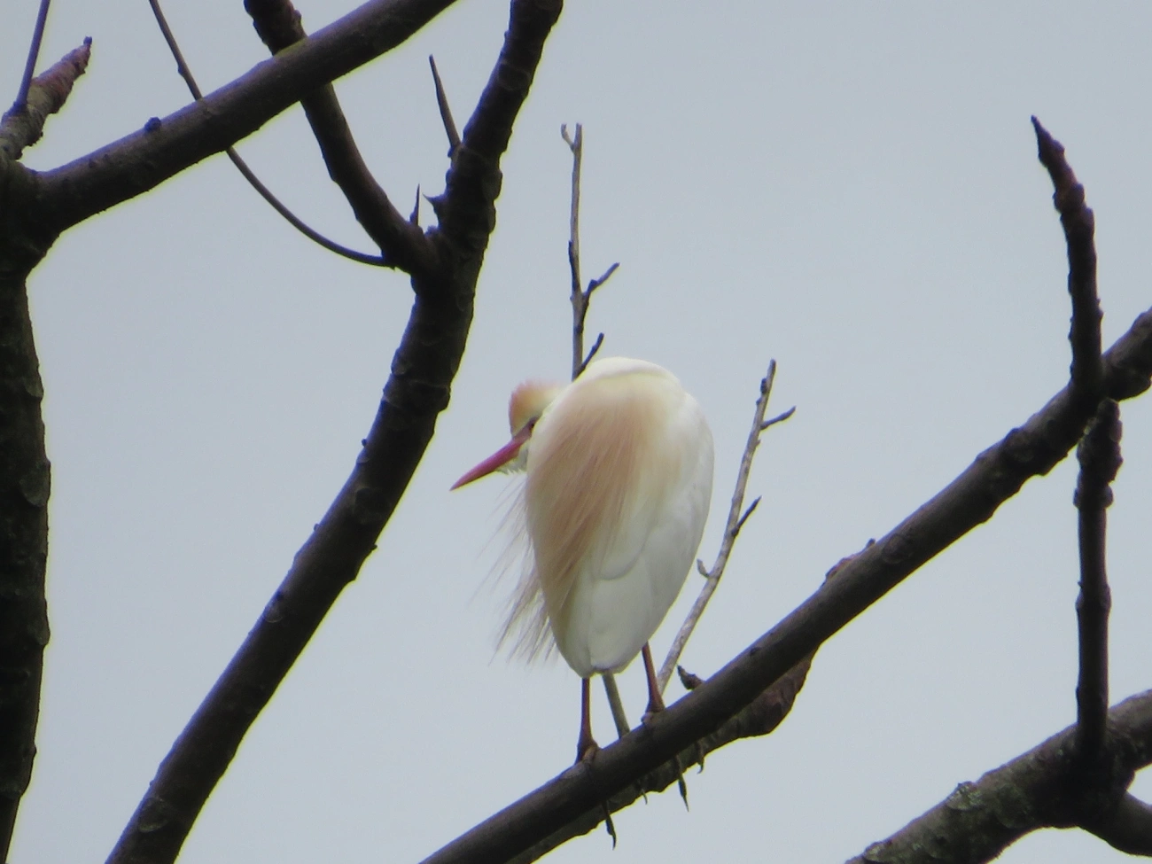 Garça-vaqueira (Ardea ibis), aves, fotografado em Maresias, São Sebastião