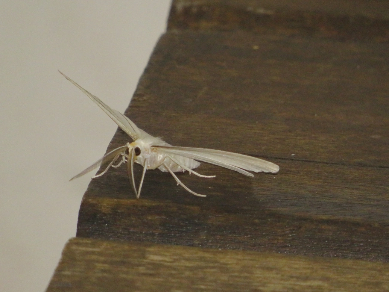 Borboletas e traças (Lepidoptera), insetos, fotografado em Maresias, São Sebastião
