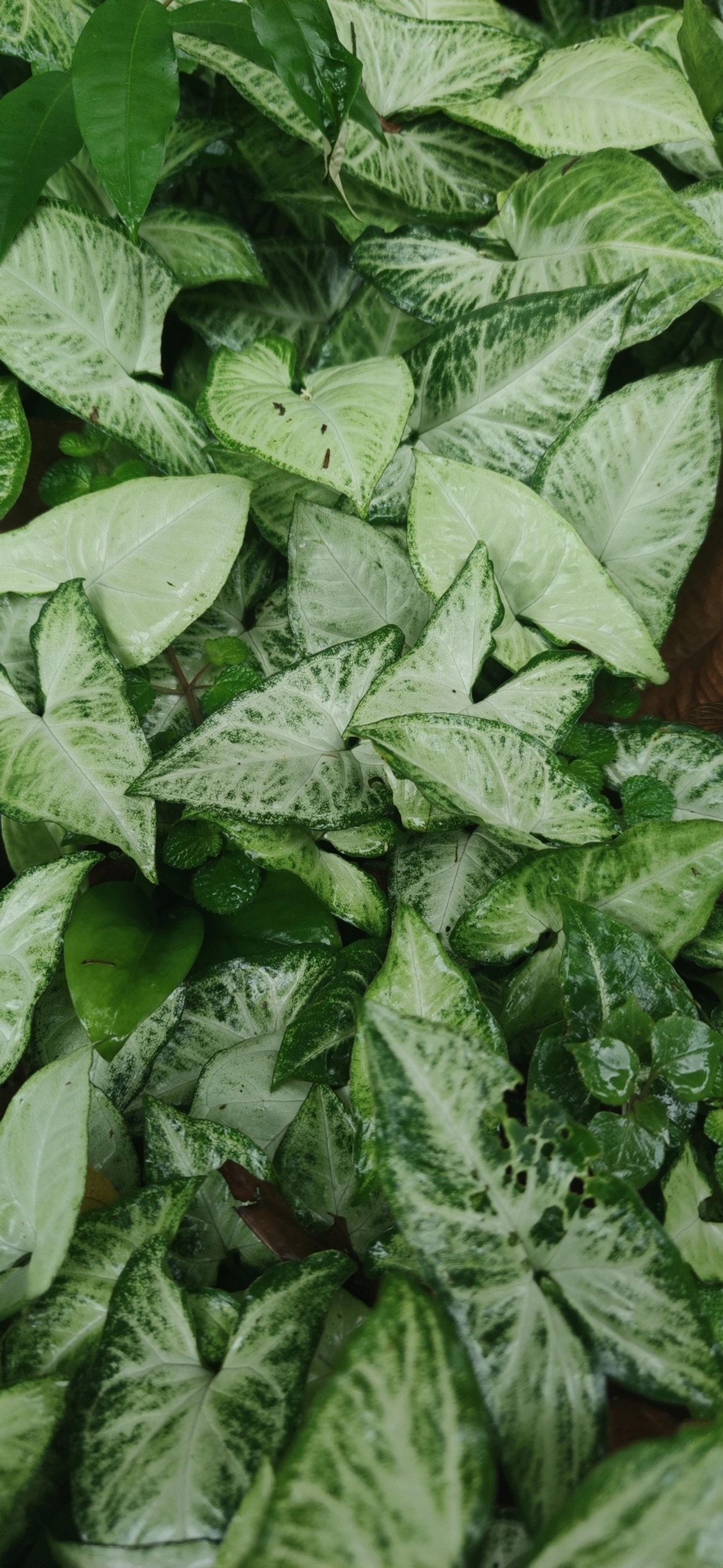 Singônio (Syngonium podophyllum), plantas, fotografado em Maresias, São Sebastião
