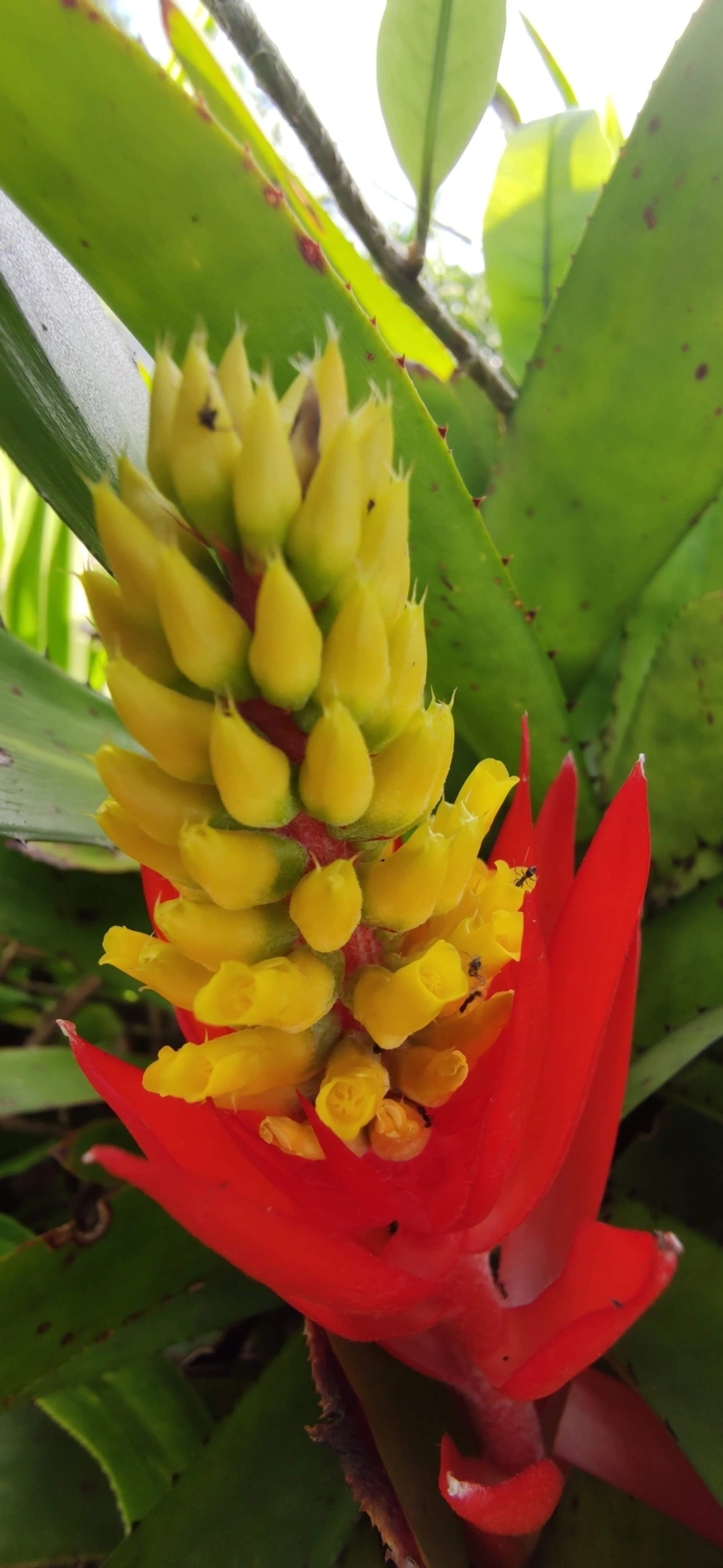 Chupa-chupa (Aechmea nudicaulis), plantas, fotografado em Maresias, São Sebastião