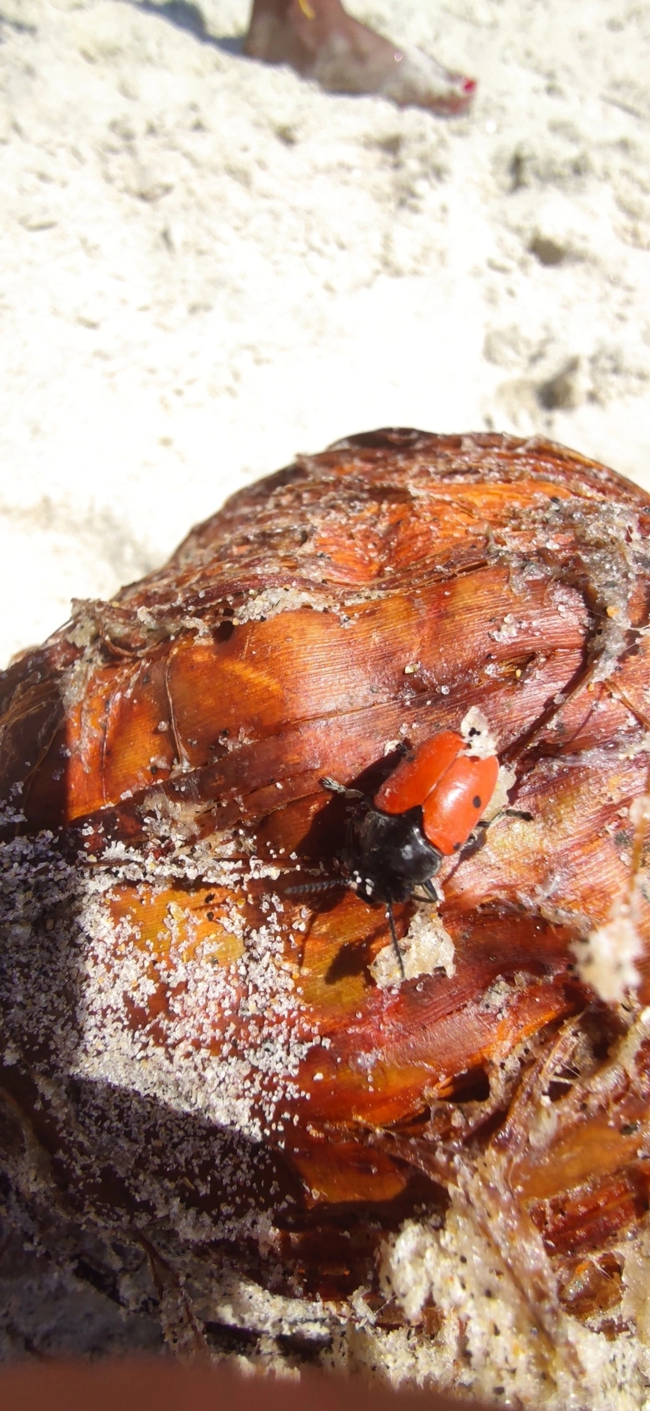 Besouro-das-folhas (Megalostomis grandis), insetos, fotografado em Maresias, São Sebastião