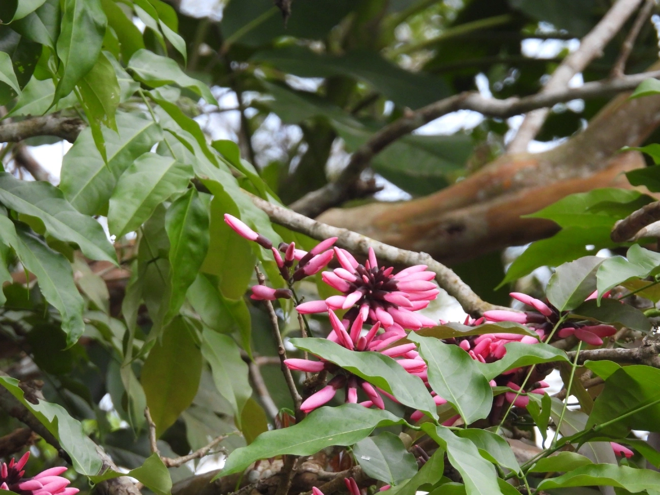 Dahlstedtia pinnata, plantas, fotografado em Perequê, Ilhabela