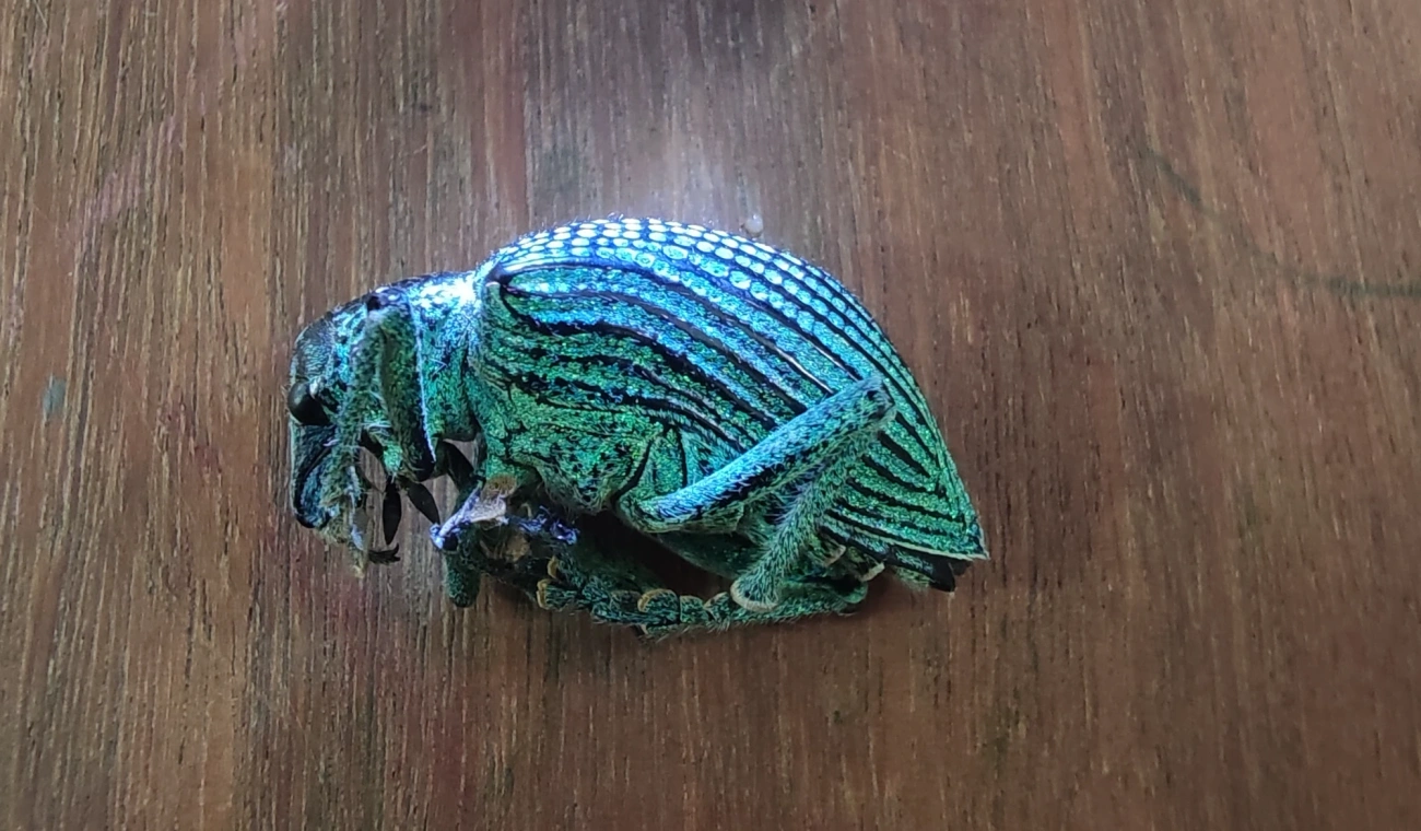 Gorgulho-diamante (Entimus imperialis), insetos, fotografado em Maresias, São Sebastião