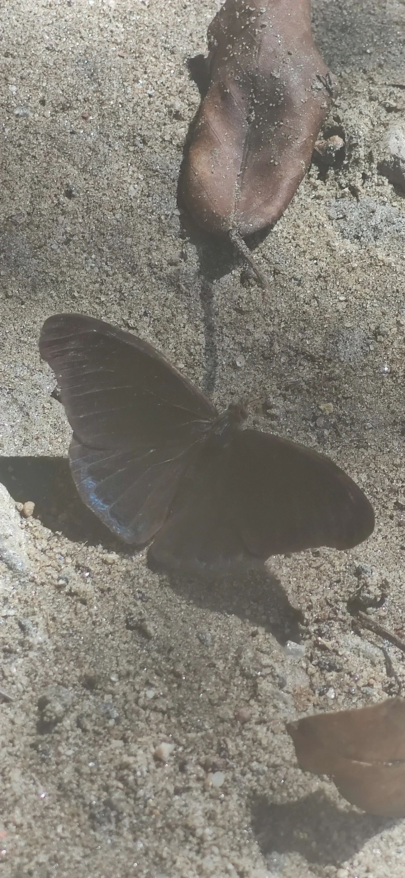 Monarcas (Nymphalidae), insetos, fotografado em Maresias, São Sebastião