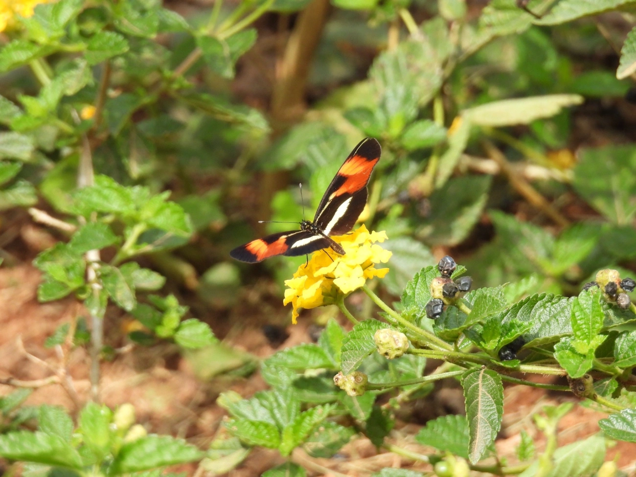 Falsa-erato (Eresia lansdorfi), insetos, fotografado em Rua Coronel João Leme, Bragança Paulista