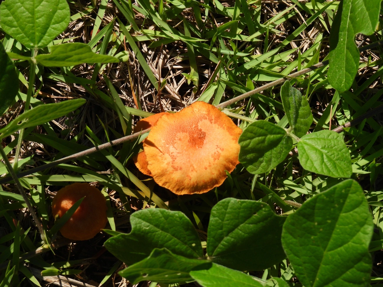 Gymnopilus sapineus, fungos, fotografado em Maresias, São Sebastião